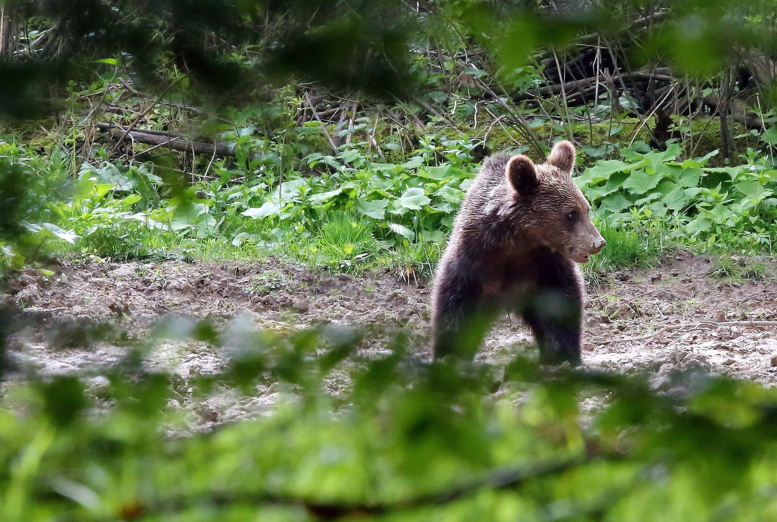 Młody niedźwiedź w lesie