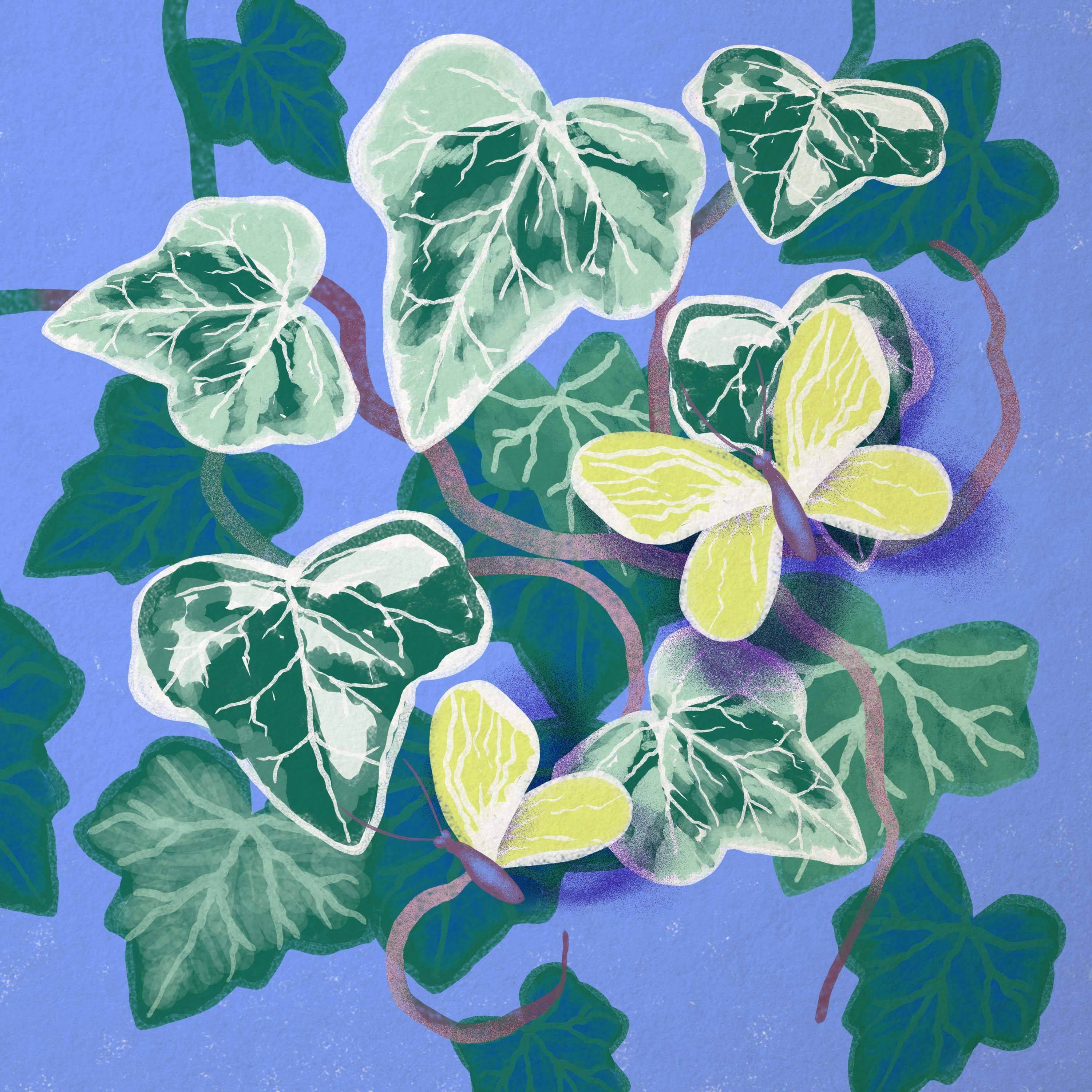 Ilustracja przedstawiająca dwa żółte motyle na liściach bluszczu