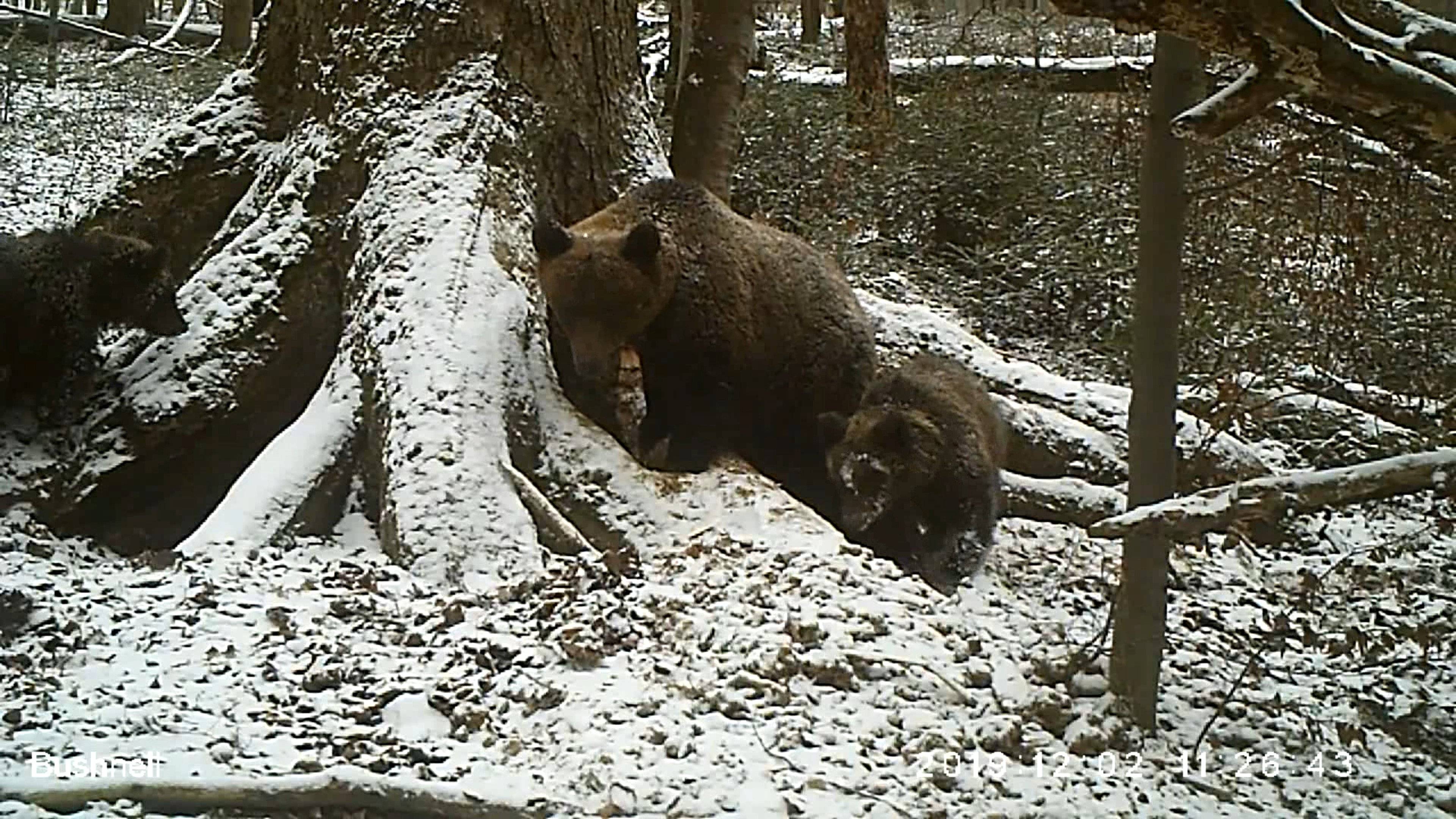 Niedźwiedzie zimą przy gawrze