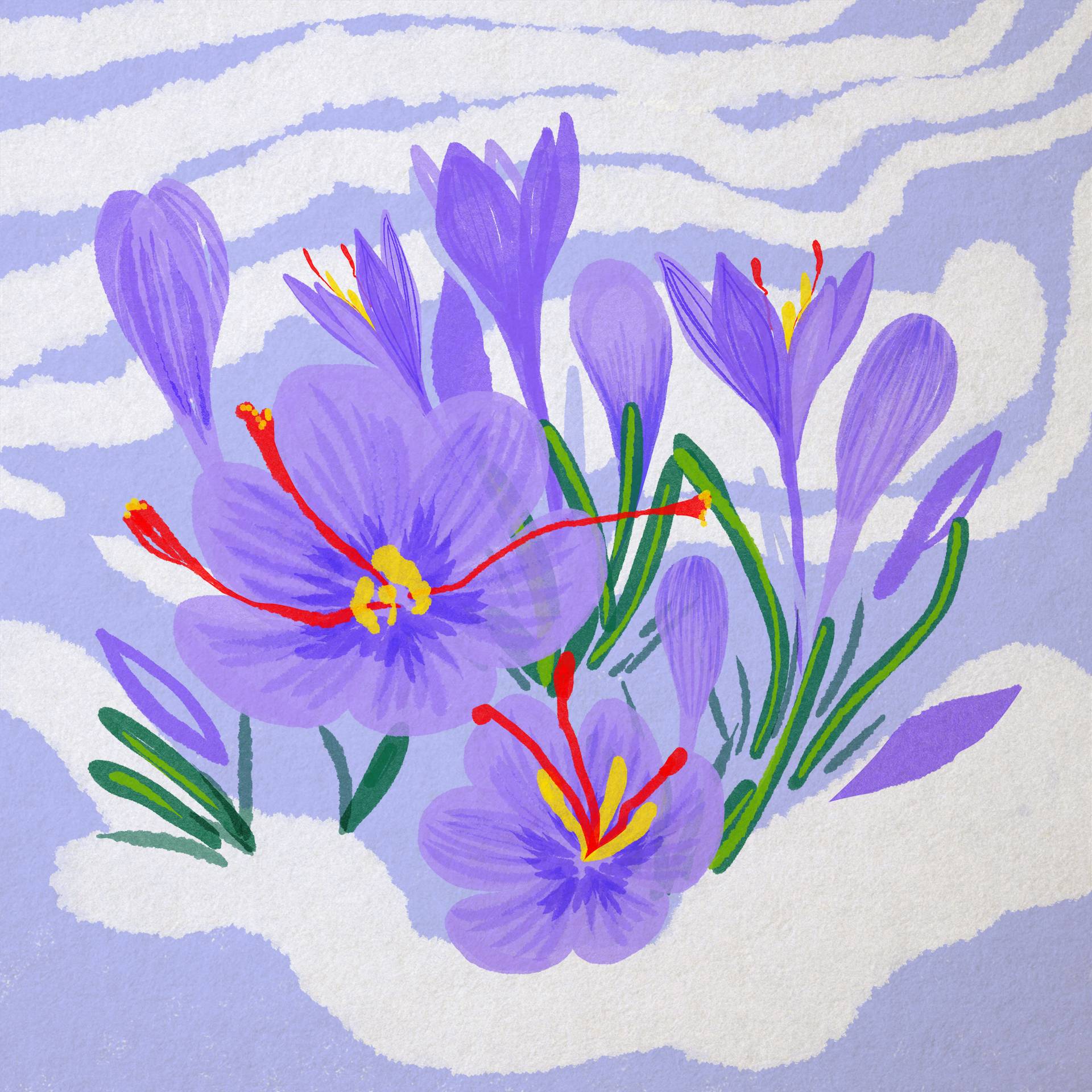 Ilustracja predstawiająca fioletowe krokusy kwitnące na śniegu
