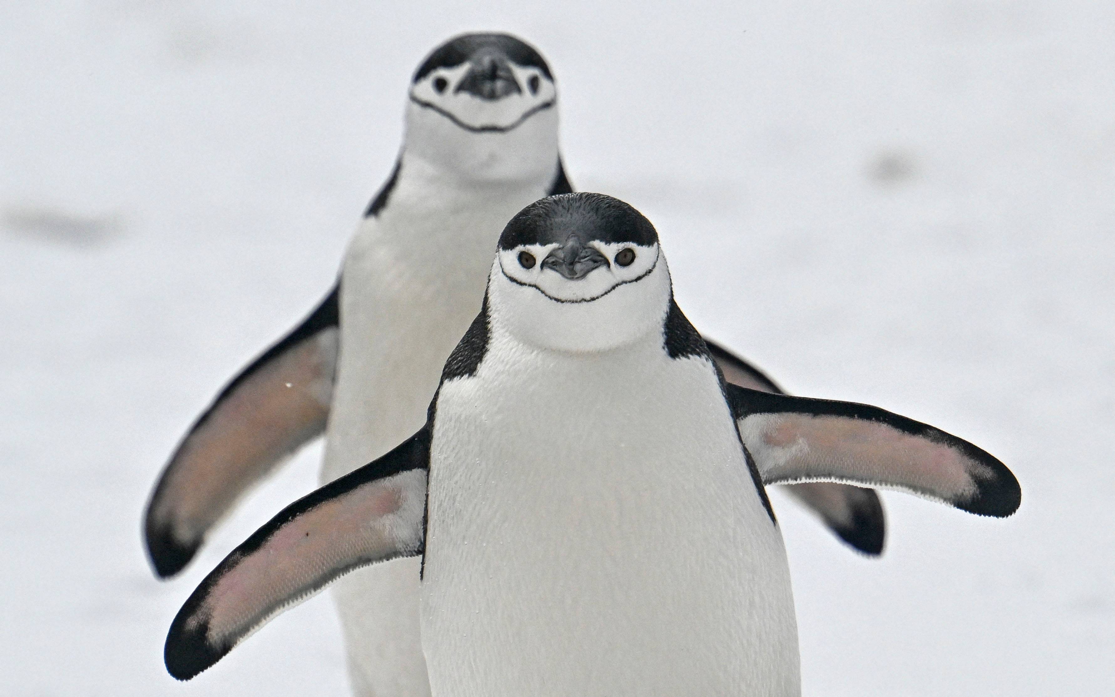 Dwa pingwiny idą po śniegu. Antarktyka