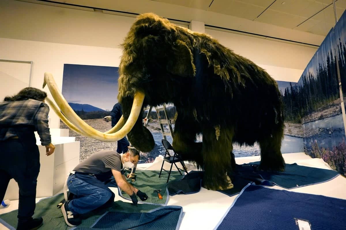 A woolly mammoth (Mammuthus primigenius) is installed as part of the American Museum of Natural History's "The Secret World of Elephants" exhibition in New York, October 23, 2023. (Photo by TIMOTHY A. CLARY / AFP)