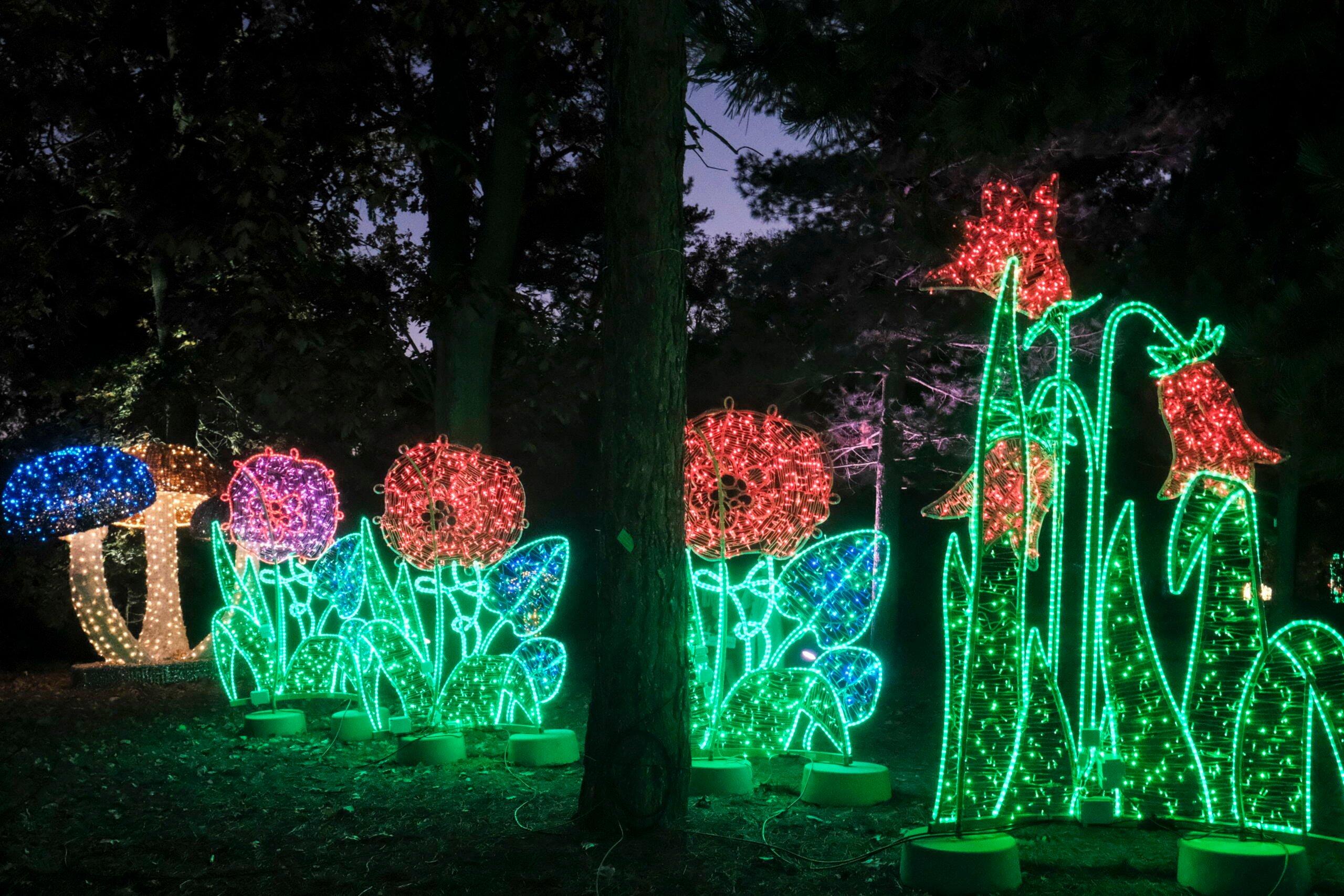 Iluminacje w kształcie kwiatów w Ogrodzie Dendrologicznym Uniwersytetu Przyrodniczego w Poznaniu