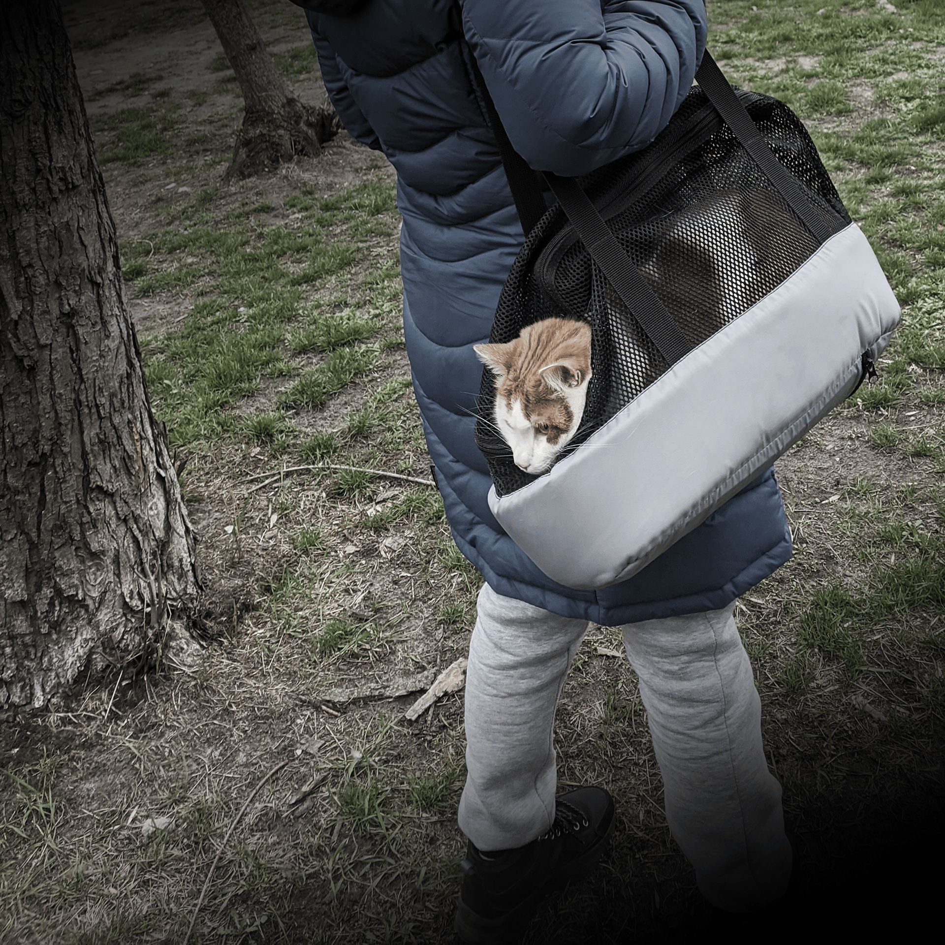 Kot schowany w torbie
