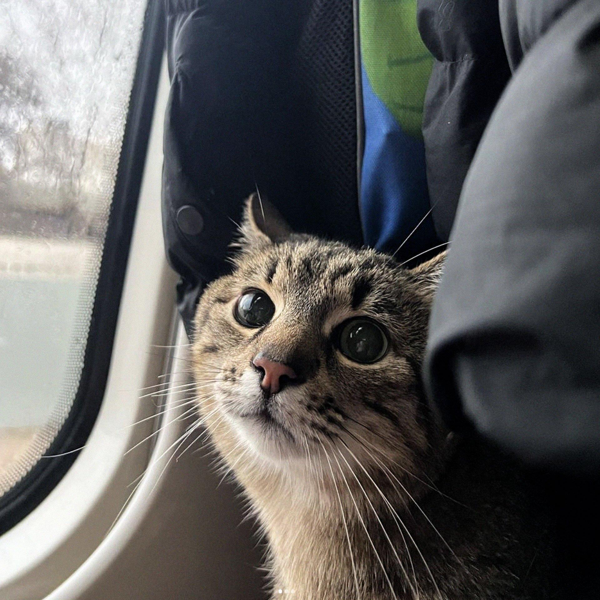Kot Stepan z Charkowa jedzie pociągiem