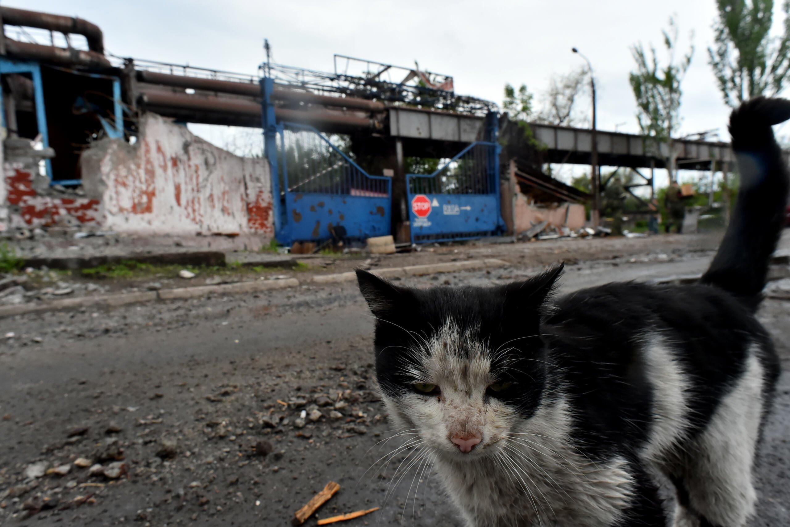 Czarno-biały kot, umorusany, na tle zniszczonych budynków huty w Mariupoluna tle
