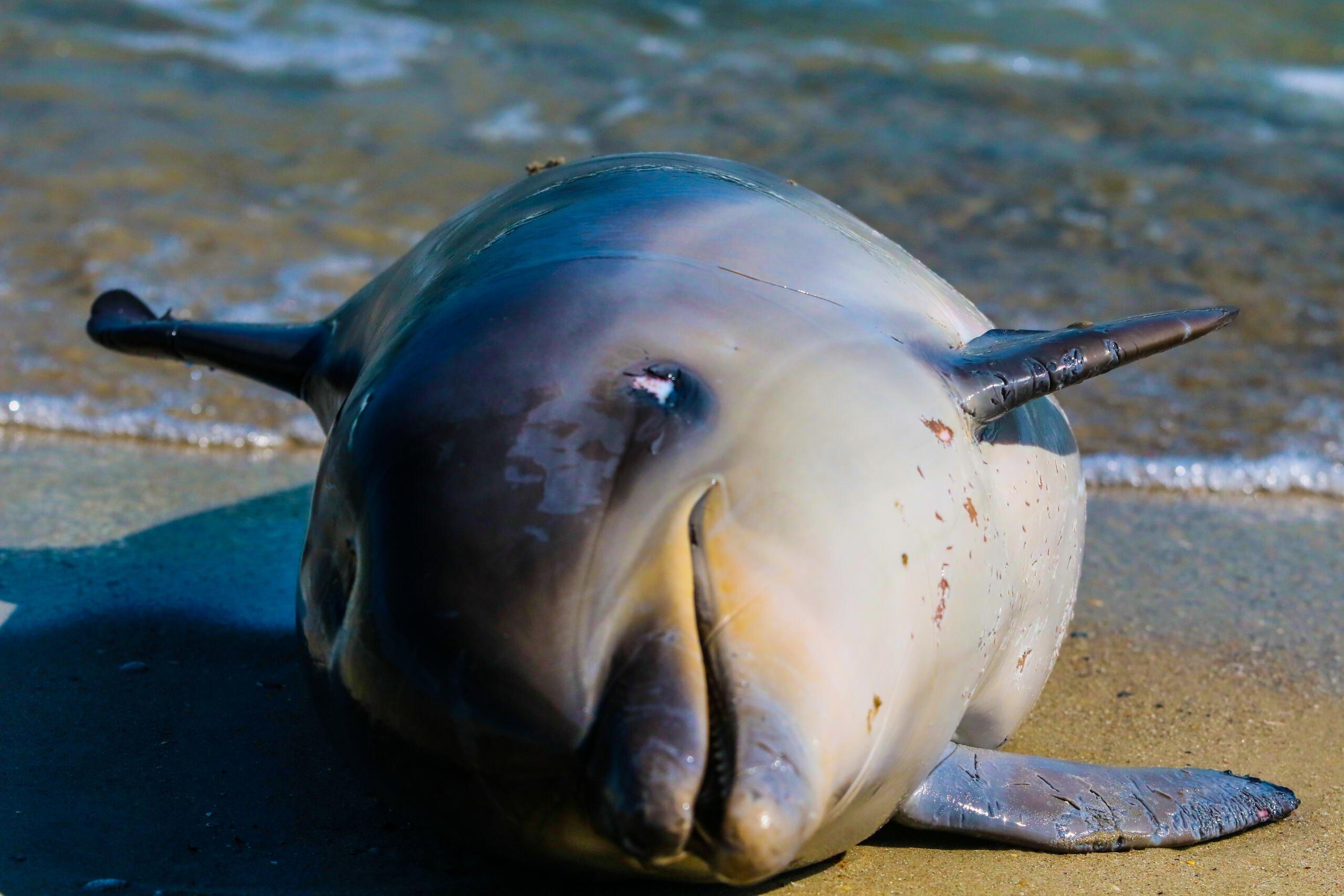 martwy delfin na brzegu