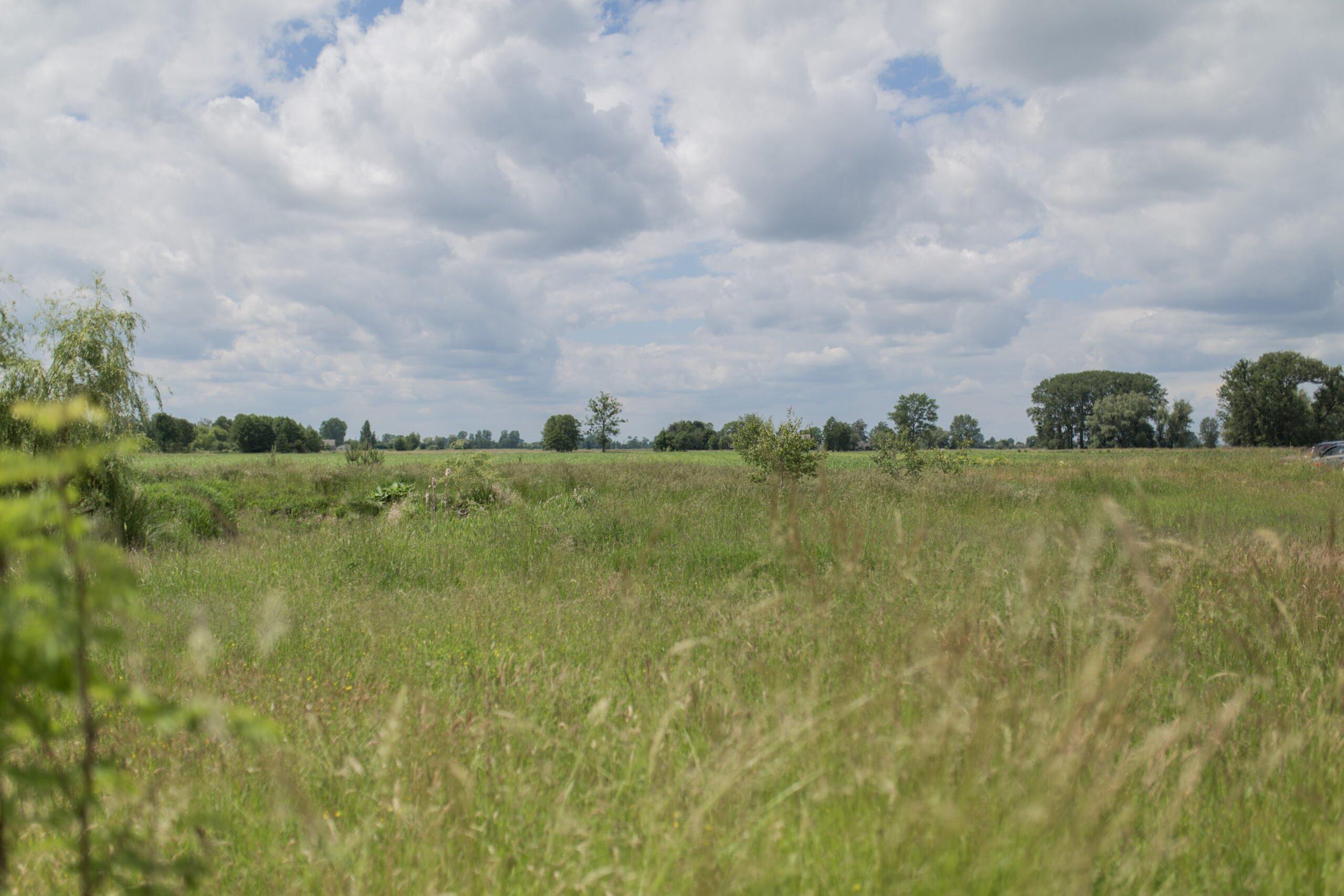 Zielone pole i drzewa na horyzoncie - tu w gminie Baranów ma powstać CPK