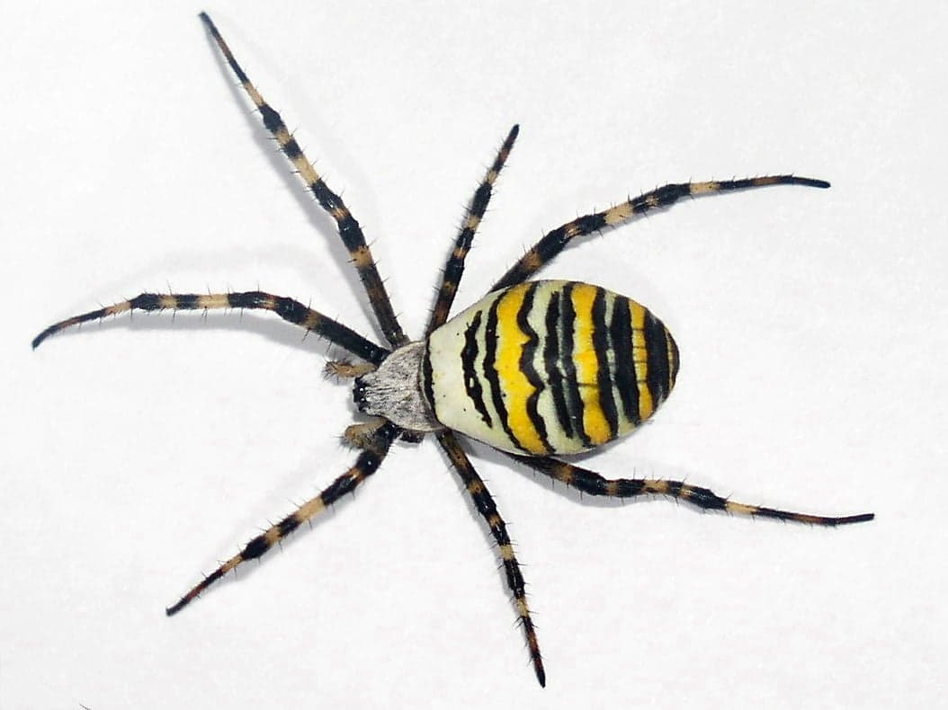 pająk z tułowiem w czarno-żółte paski