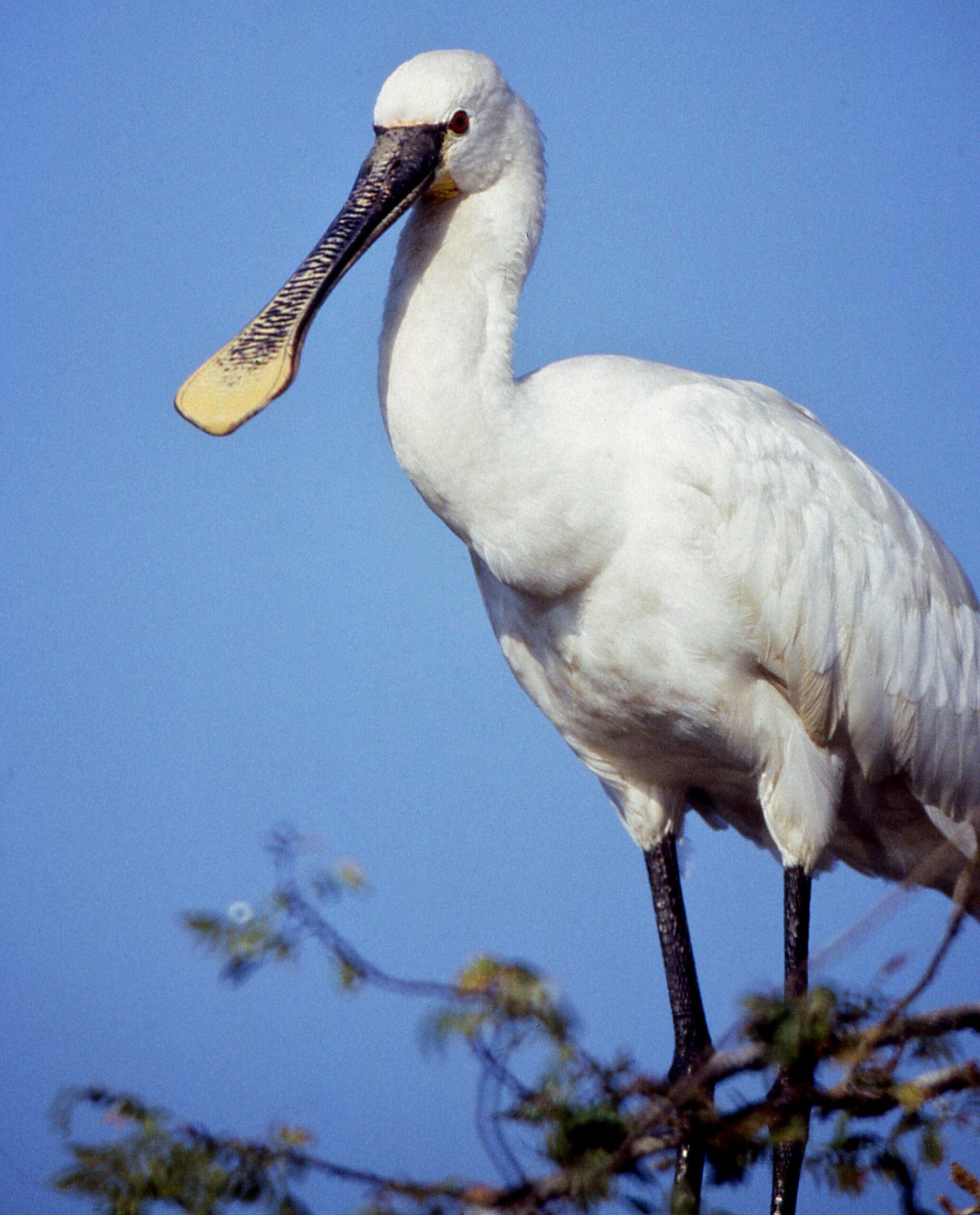 Biały duży ptak z długim dziobem rozpłaszczonym na końcu