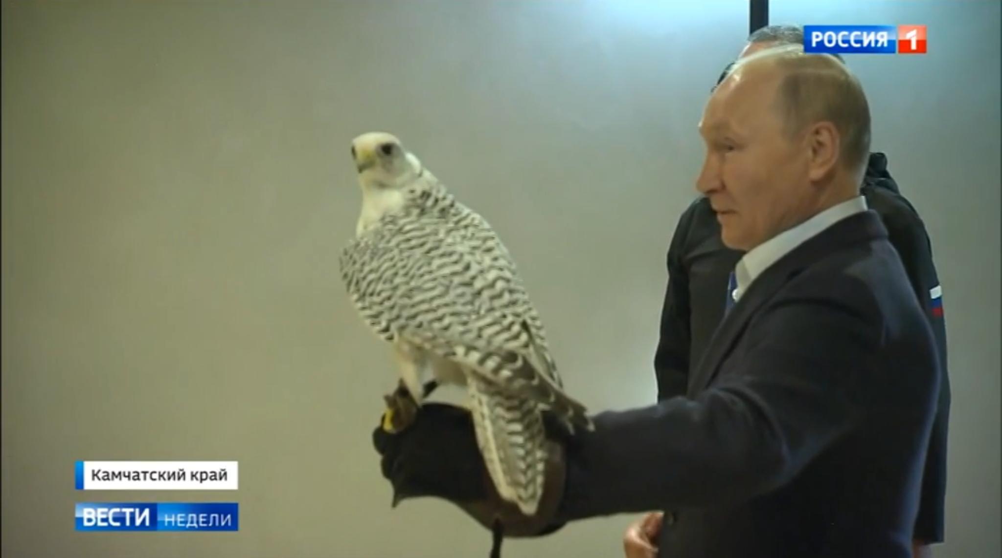 Putin trzyma sokoła