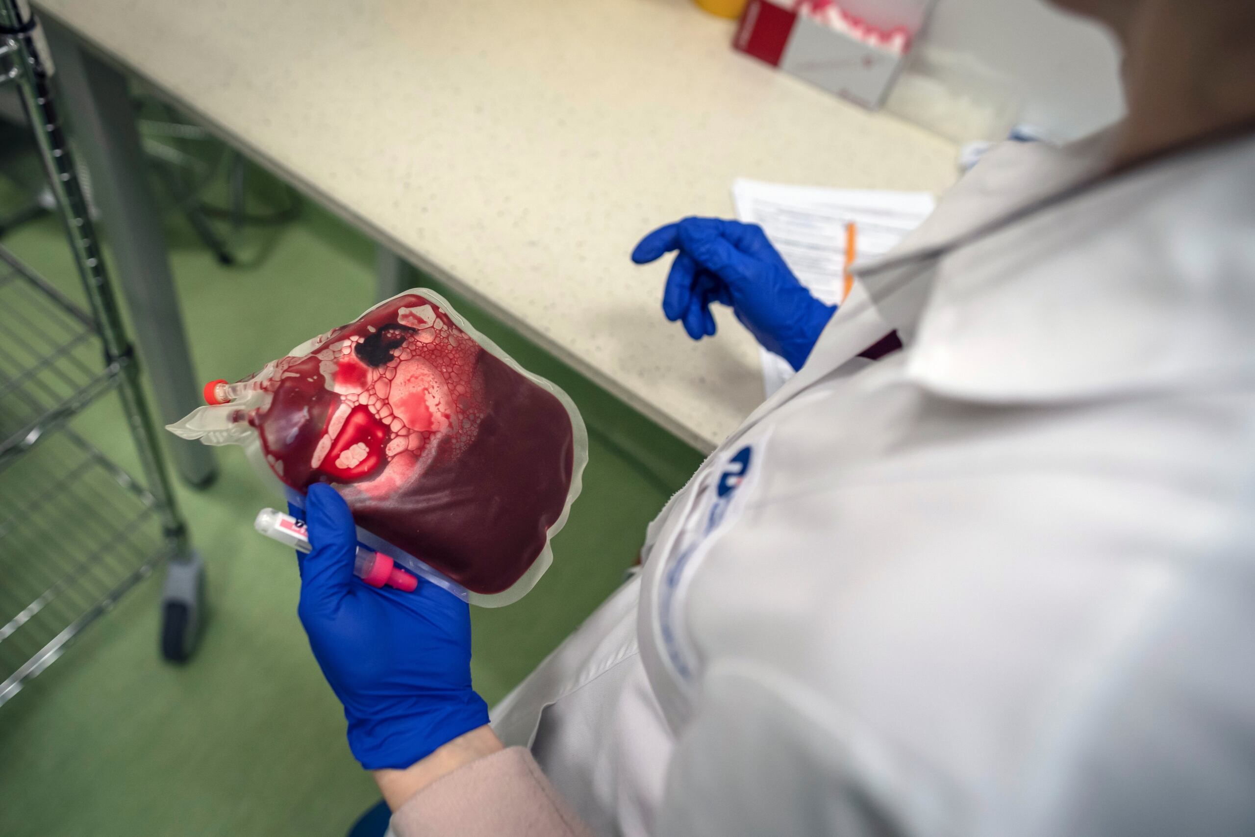 Pracownik laboratorium przygotowuje krew pępowinową i pępowinę, pobrane ze szpitali, do przechowywania w siedzibie Polskiego Banku Komórek Macierzystych