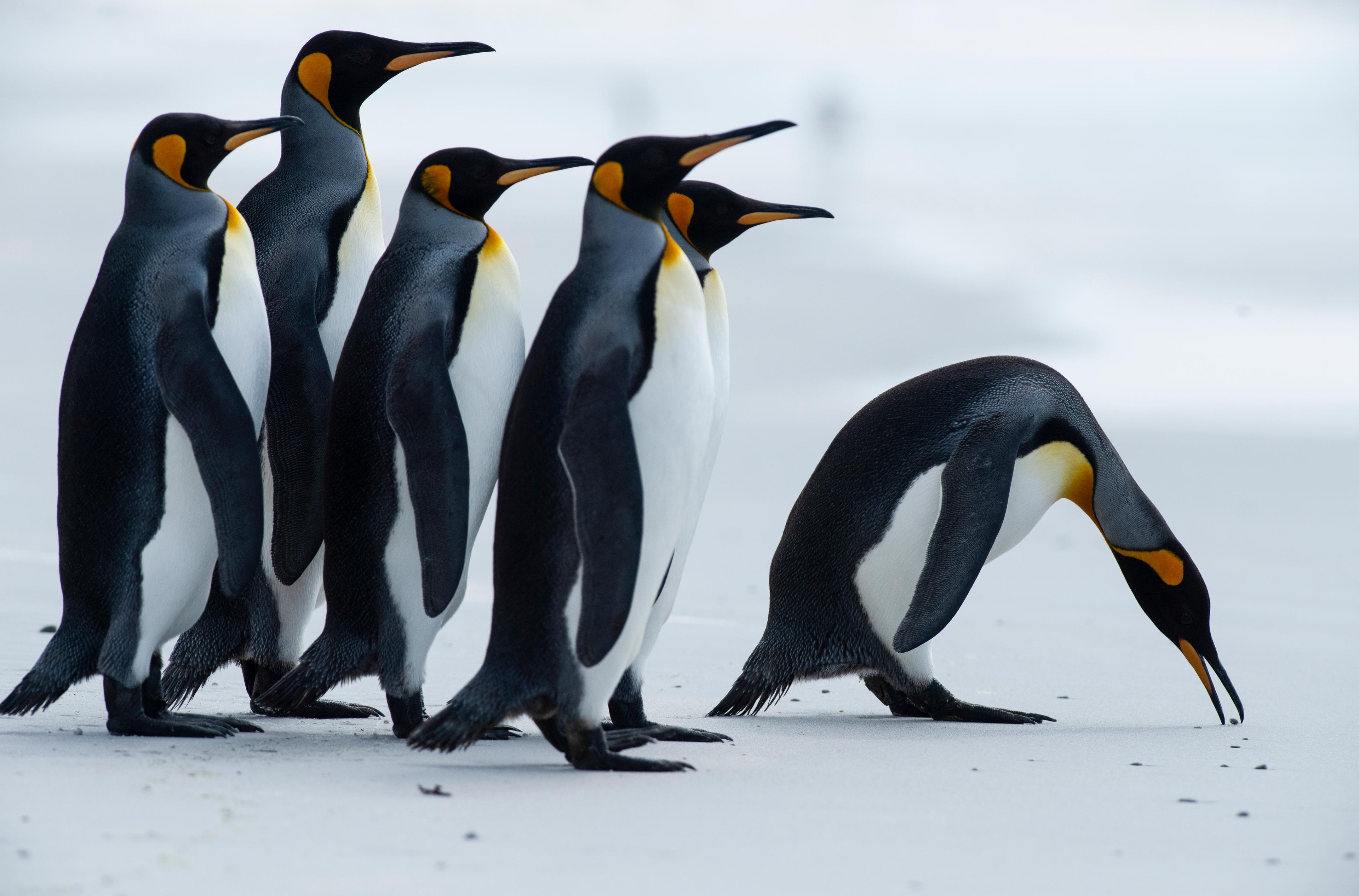 King penguins are seen at Volunteer Point, north of Stanley in the Falkland Islands (Malvinas), a British Overseas Territory in the South Atlantic Ocean, on October 6, 2019. - The Falklands have an incredibly rich biodiversity including more than 25 species of whales and dolphins, but it is the guaranteed ability to get up close and personal with penguins that makes it such an enticing destination. There are five penguin species in the archipelago -- King, Rockhopper, Gentoo, Magellanic and Macaroni. (Photo by Pablo PORCIUNCULA BRUNE / AFP)