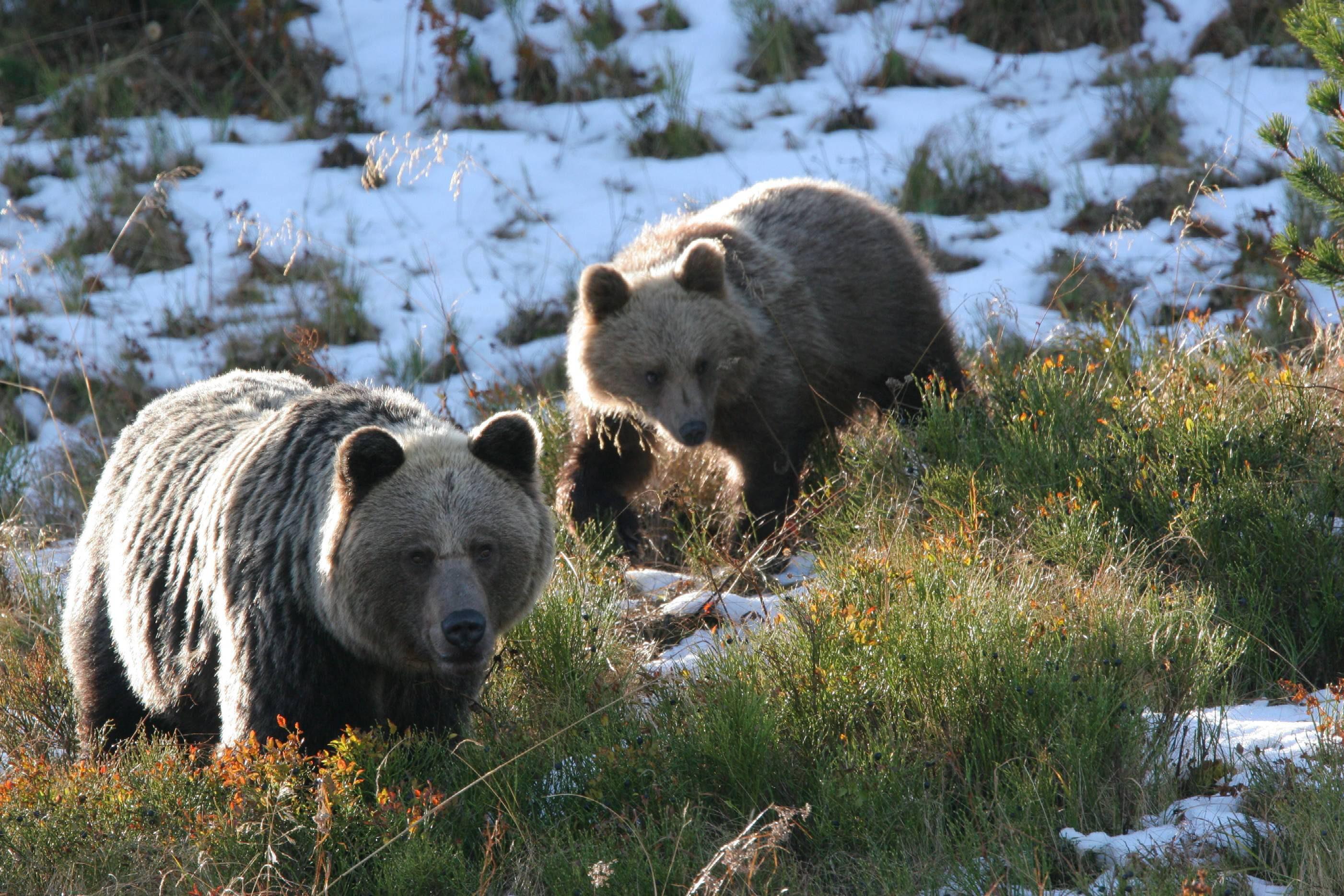 dwa niedźwiedzie na tle śniegu