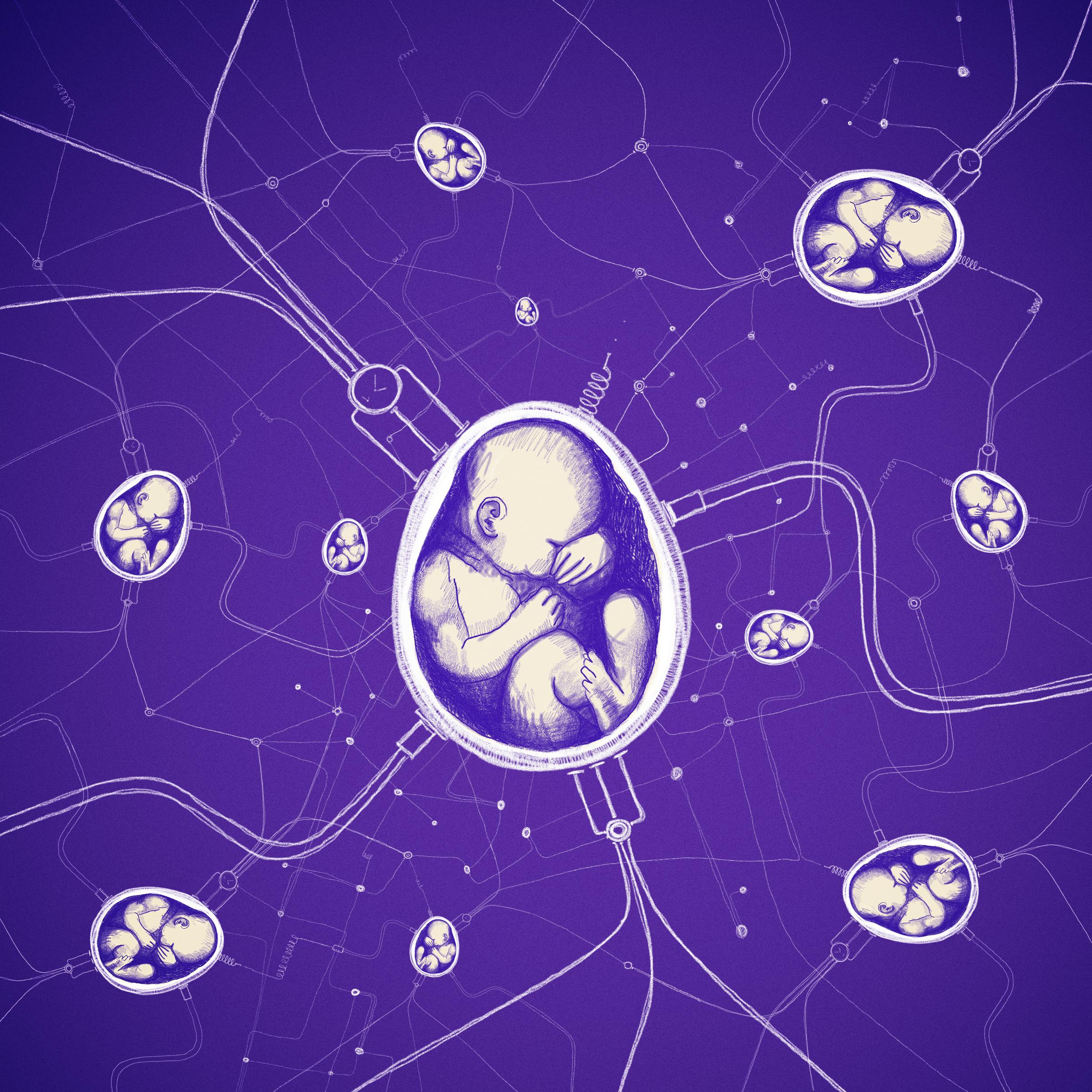 Rysunek, embrion w jajowatej otoczce