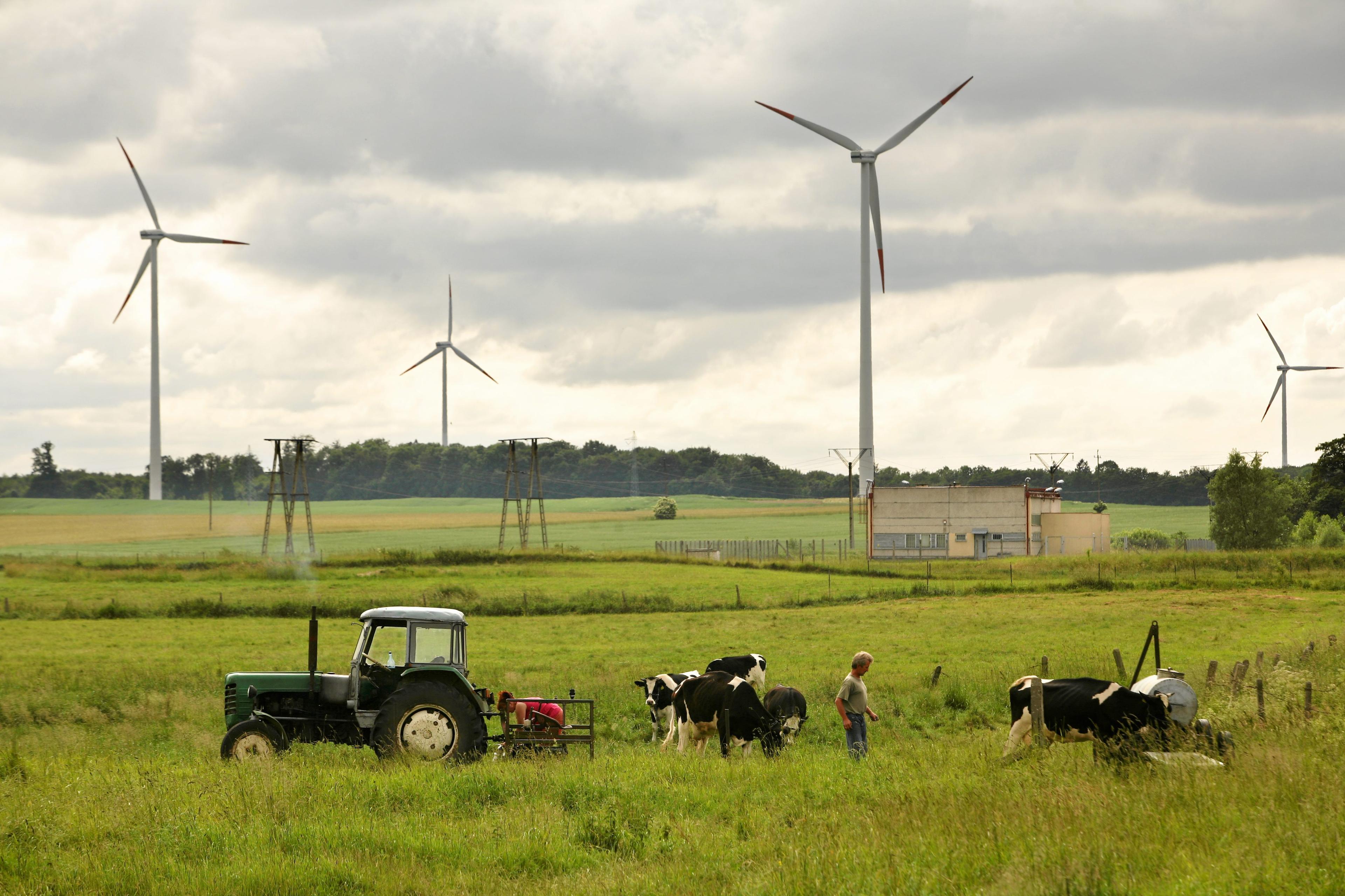 pole uprawne, na pierwszym planie krowy i traktor, w tle turbiny wiatrowe
