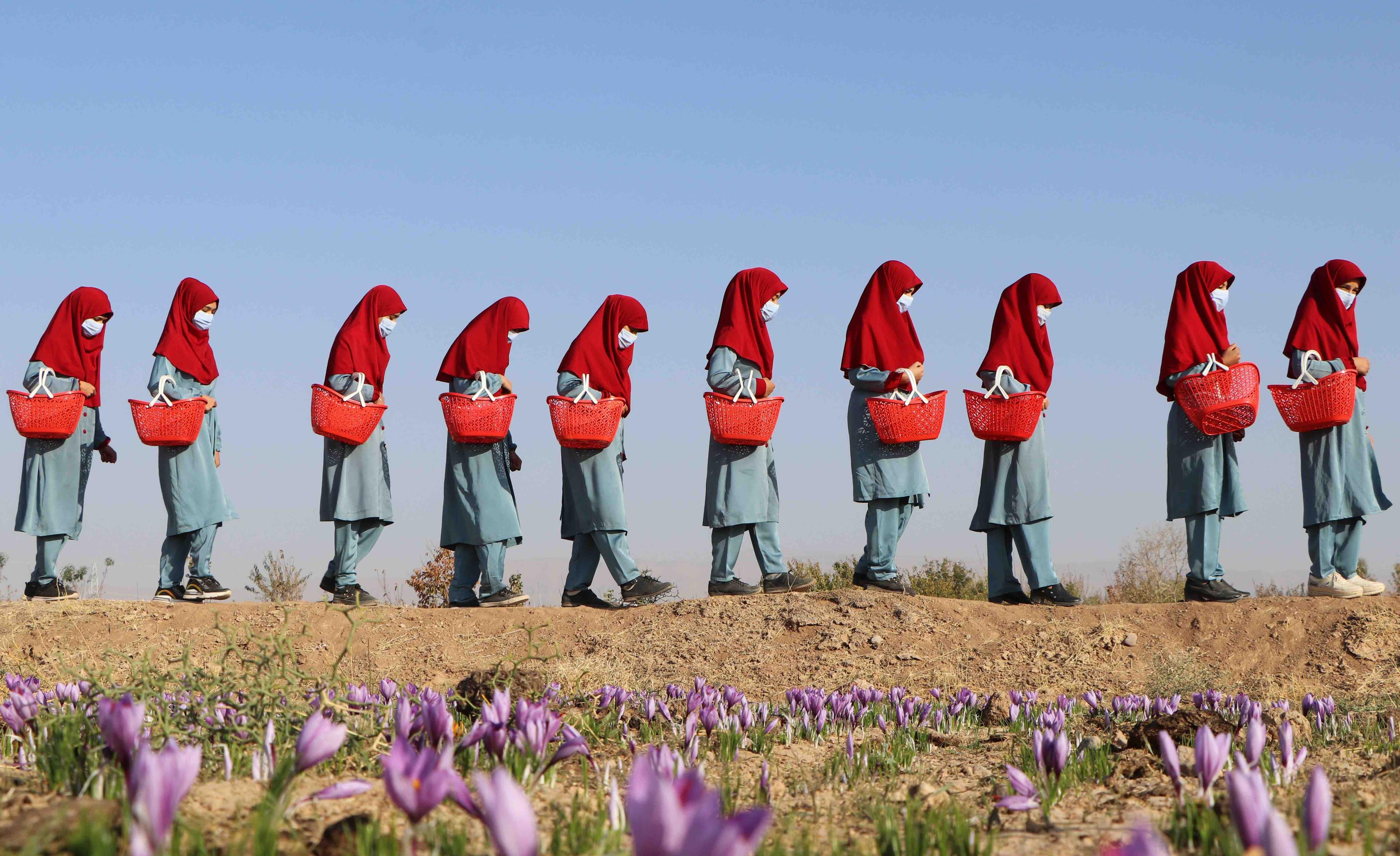 Afganki w czerwonych hidżabach idą gęsiego prez pole, niosąc kosze z kwiatami szafranu.