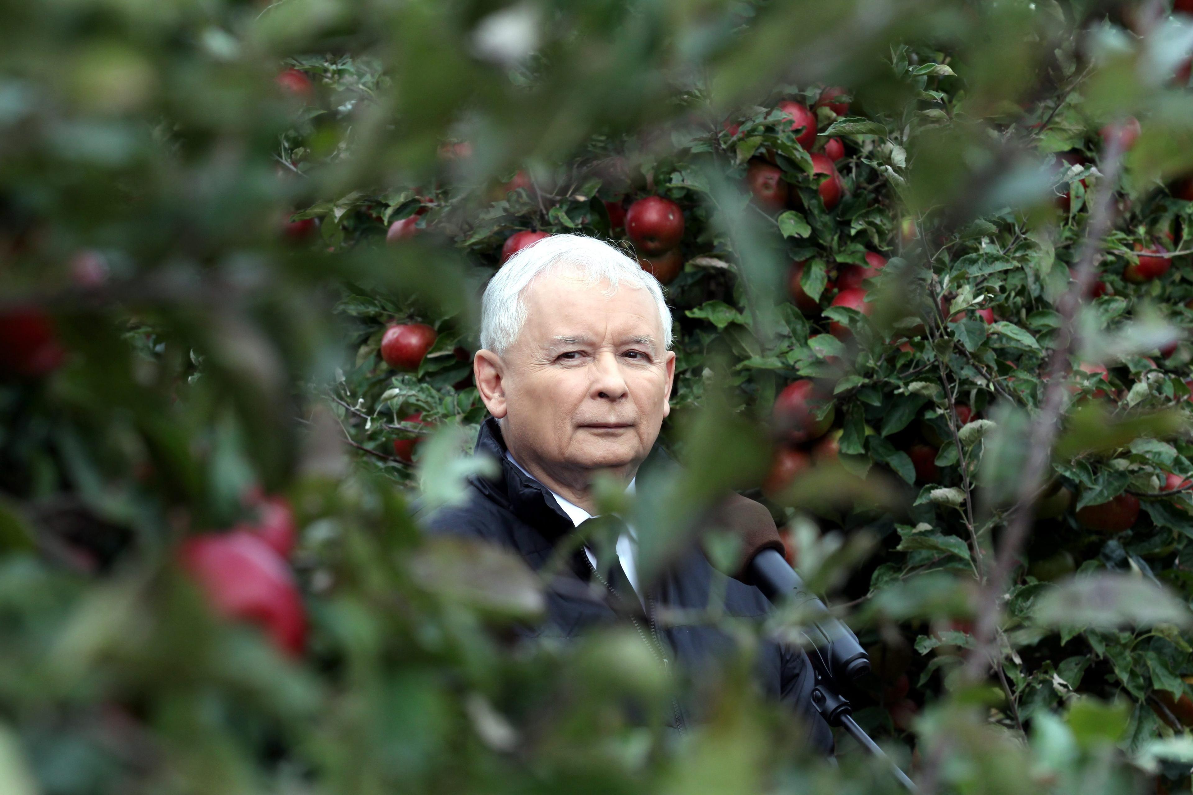 Prezes PiS Jarosław Kaczyński stoi wśród zielonych gałęzi