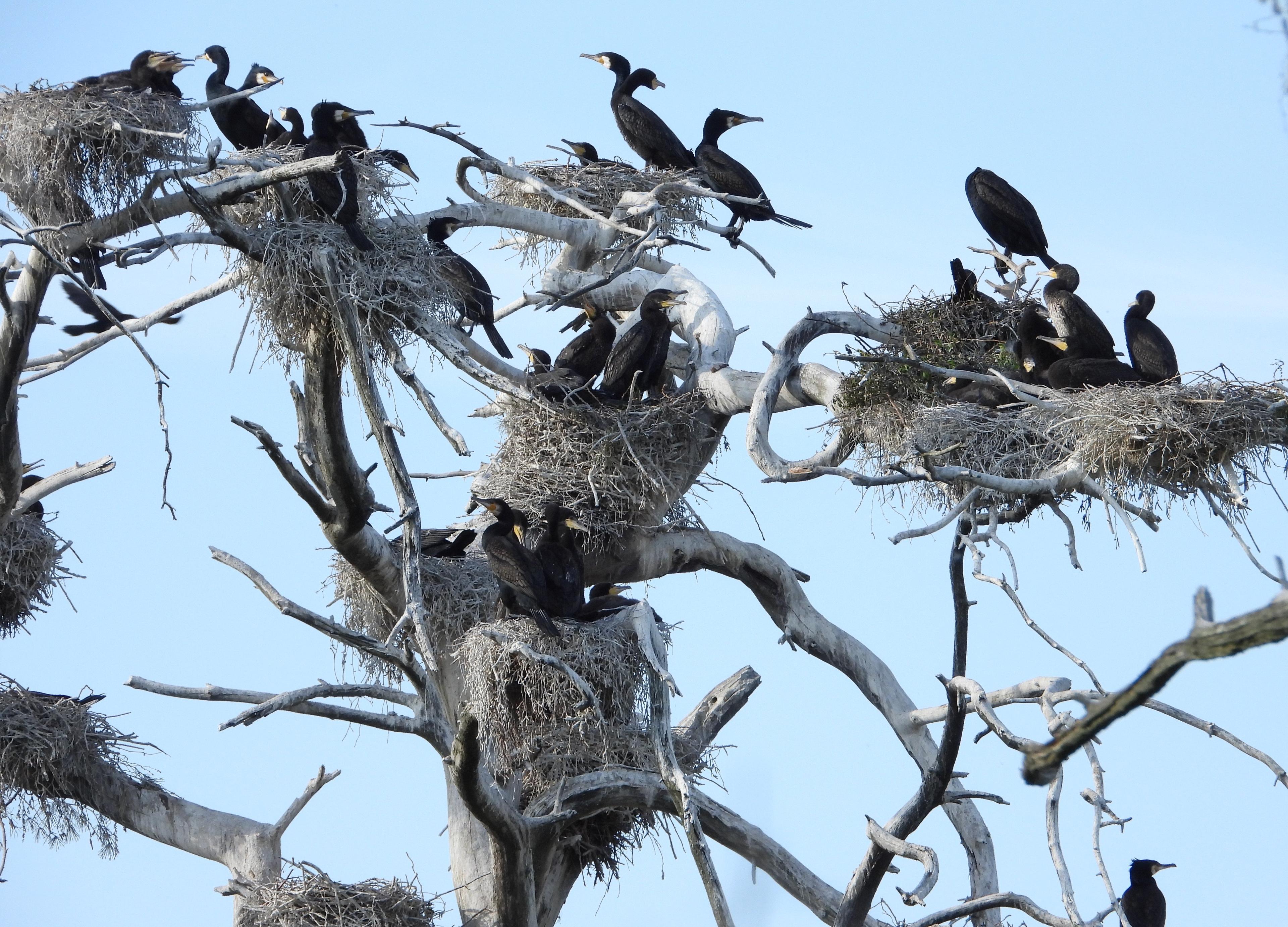 Ptaki (kormorany) siędzą w gniazdach na gałęziach drzewa