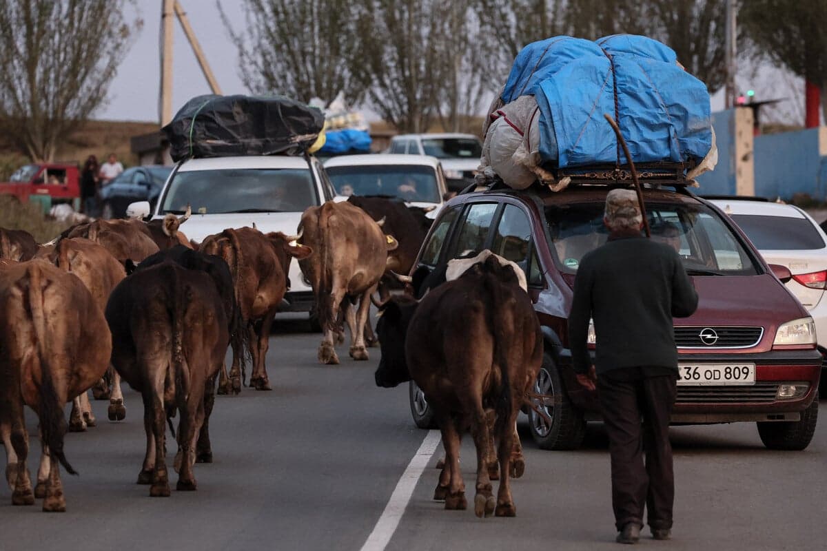 Samochody z uchodźcami z Karabachu zablokowane przez stadoi bydła na górskiej drodze