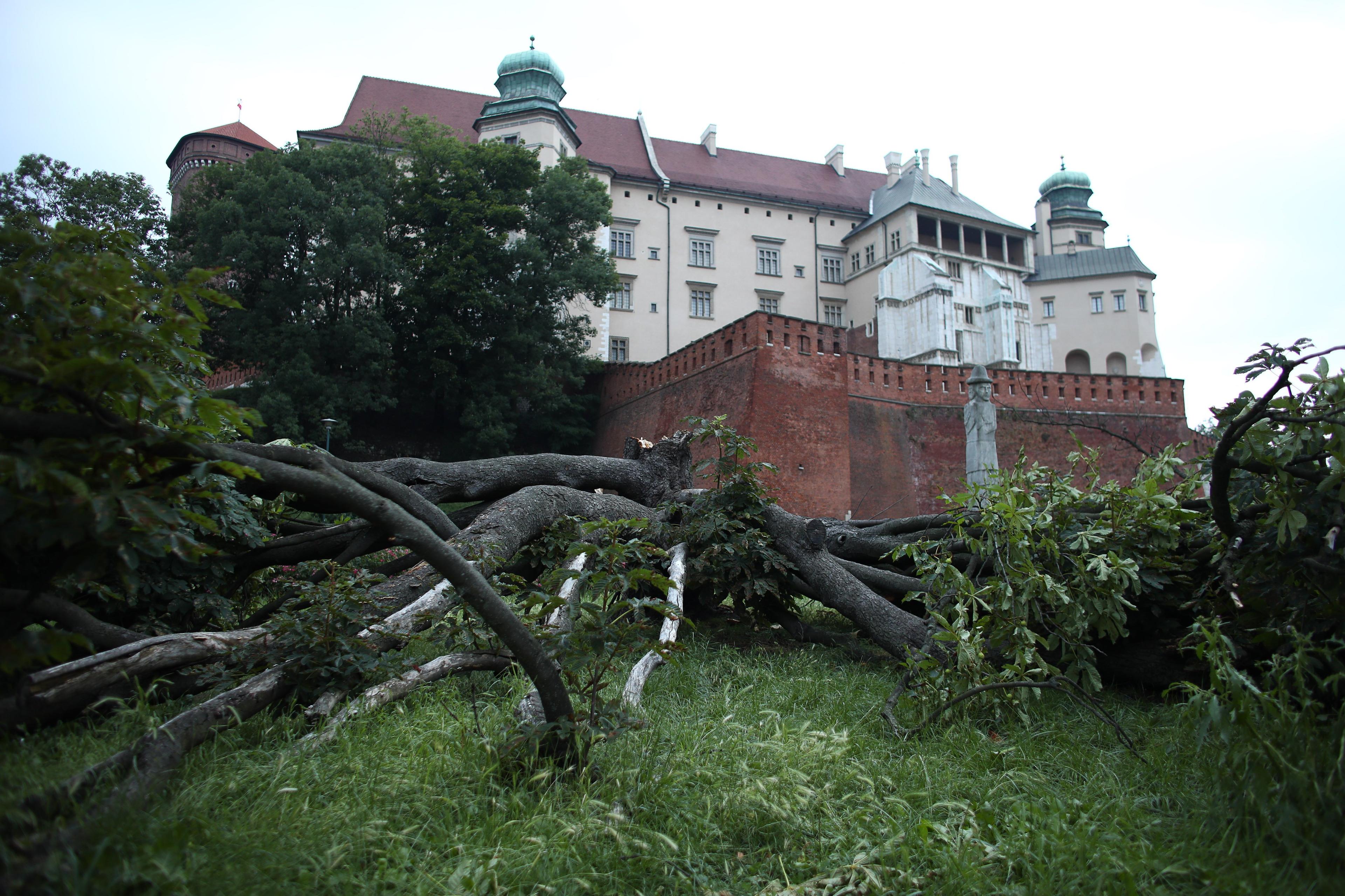 Powalone drzewo, w tle widok na Wawel.