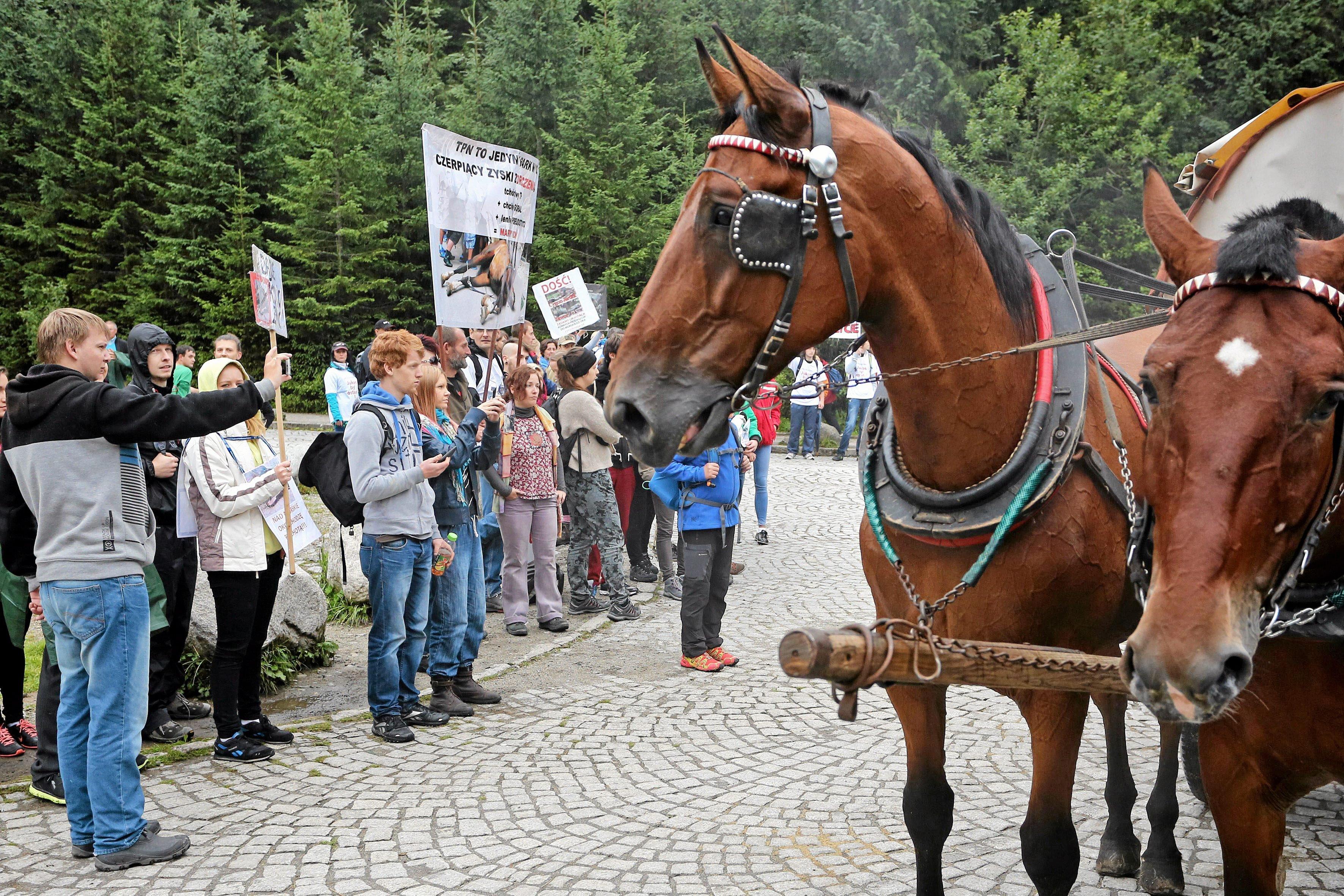 Dwa konie stoją obok protestujących ludzi