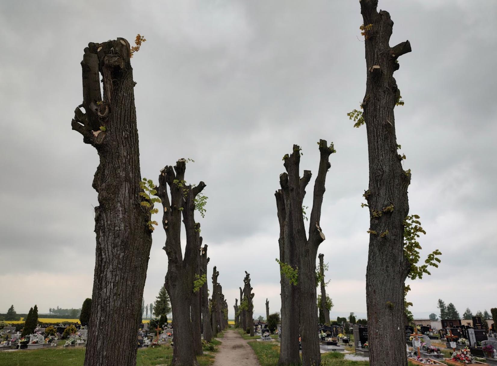 Kikuty drzew, pozbawionych gałęzi na cmentarzu.