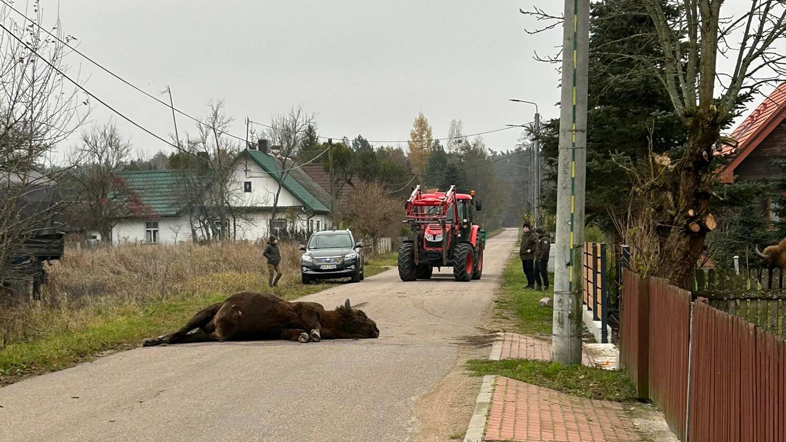 Żubr zabity na drodze w miejscowości Stare Masiewo na Podlasiu tuż przy granicy z Białowieskim Parkiem Narodowym
