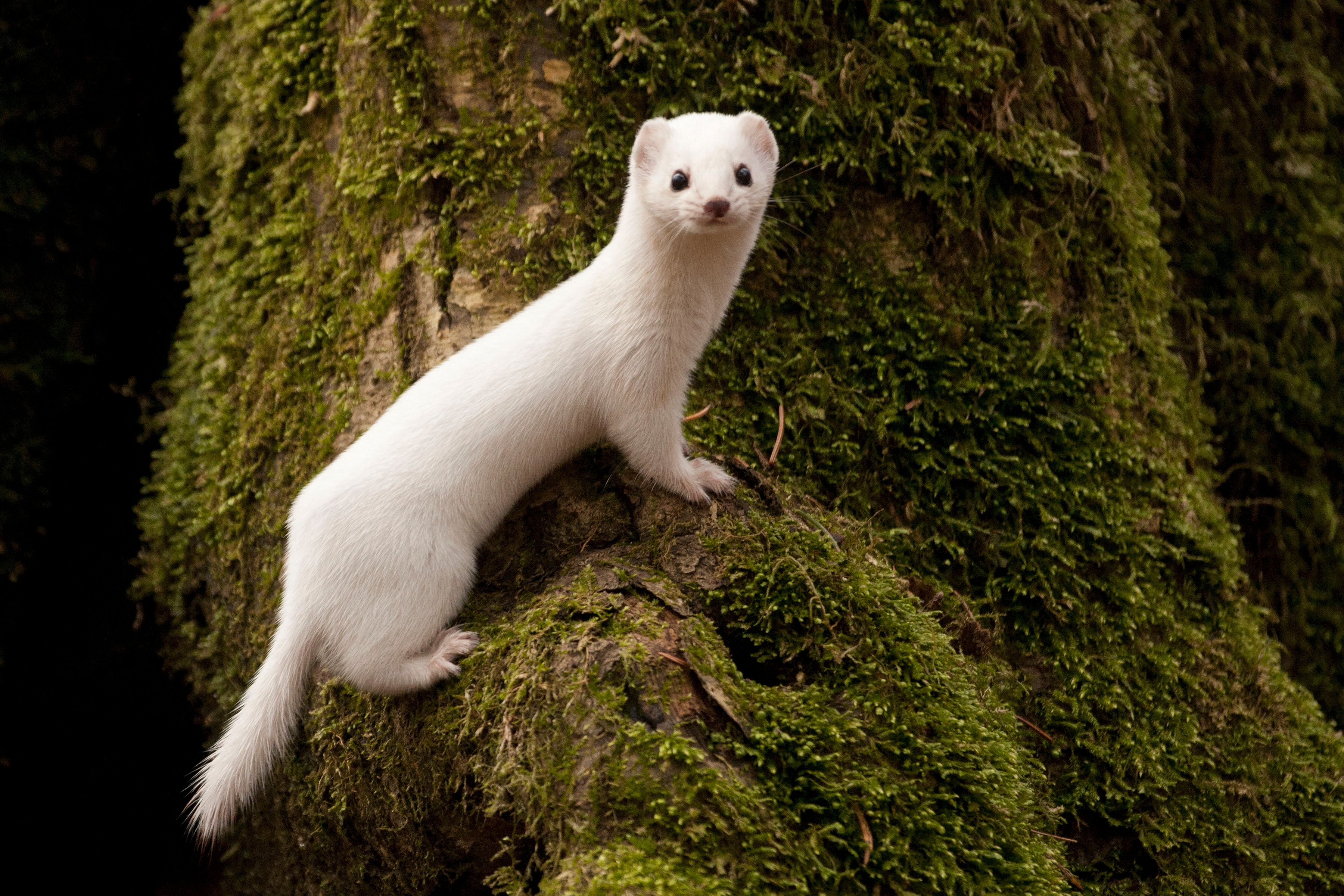 POLAND-CLIMATE-WARMING-ENVIRONMENT-SPECIES-WEASEL