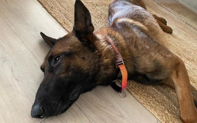 owczarek leży na drewnianej podłodze