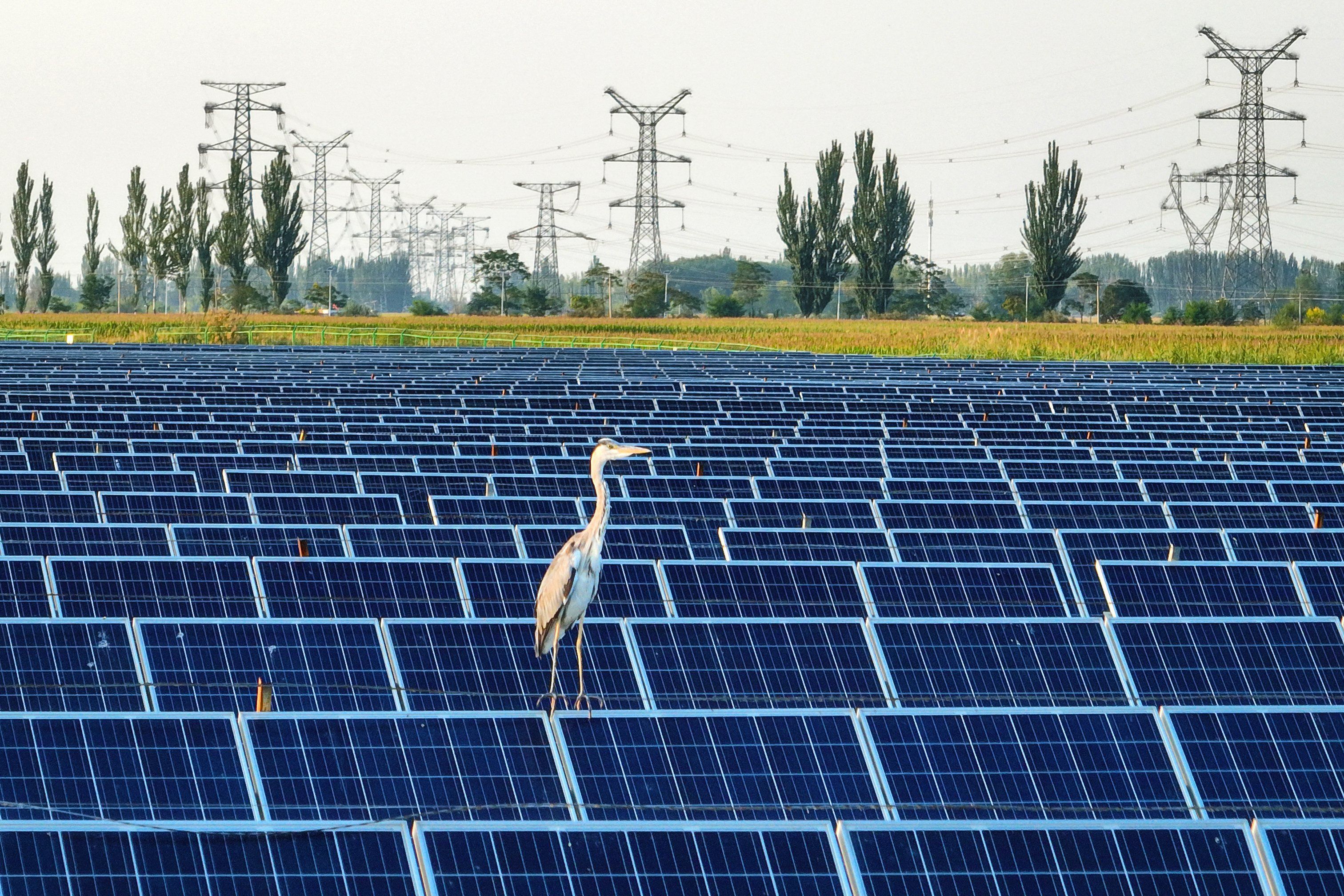 Czpala siedzi na panelu energetycznym. Panele stanowią ogromną farmę, w tle widać linie wysokiego napięcia