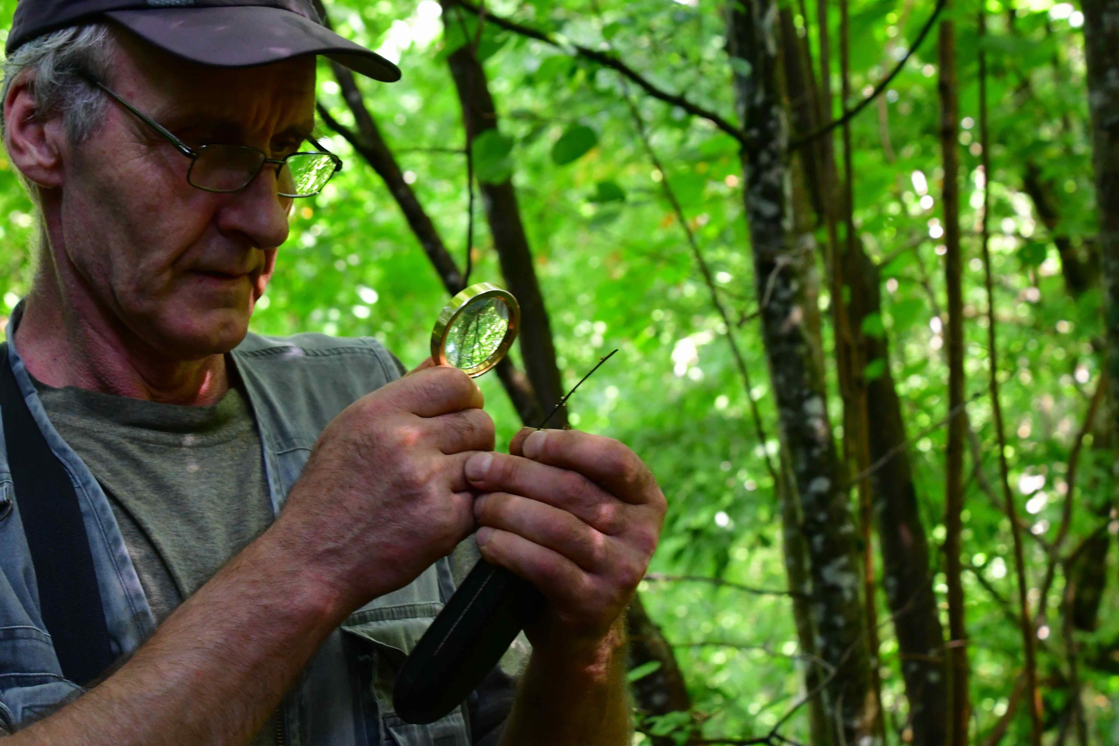 Mężczyzna w czapce z daszkiem stoi w lesie i ogląda przez lupę kawałek drewna