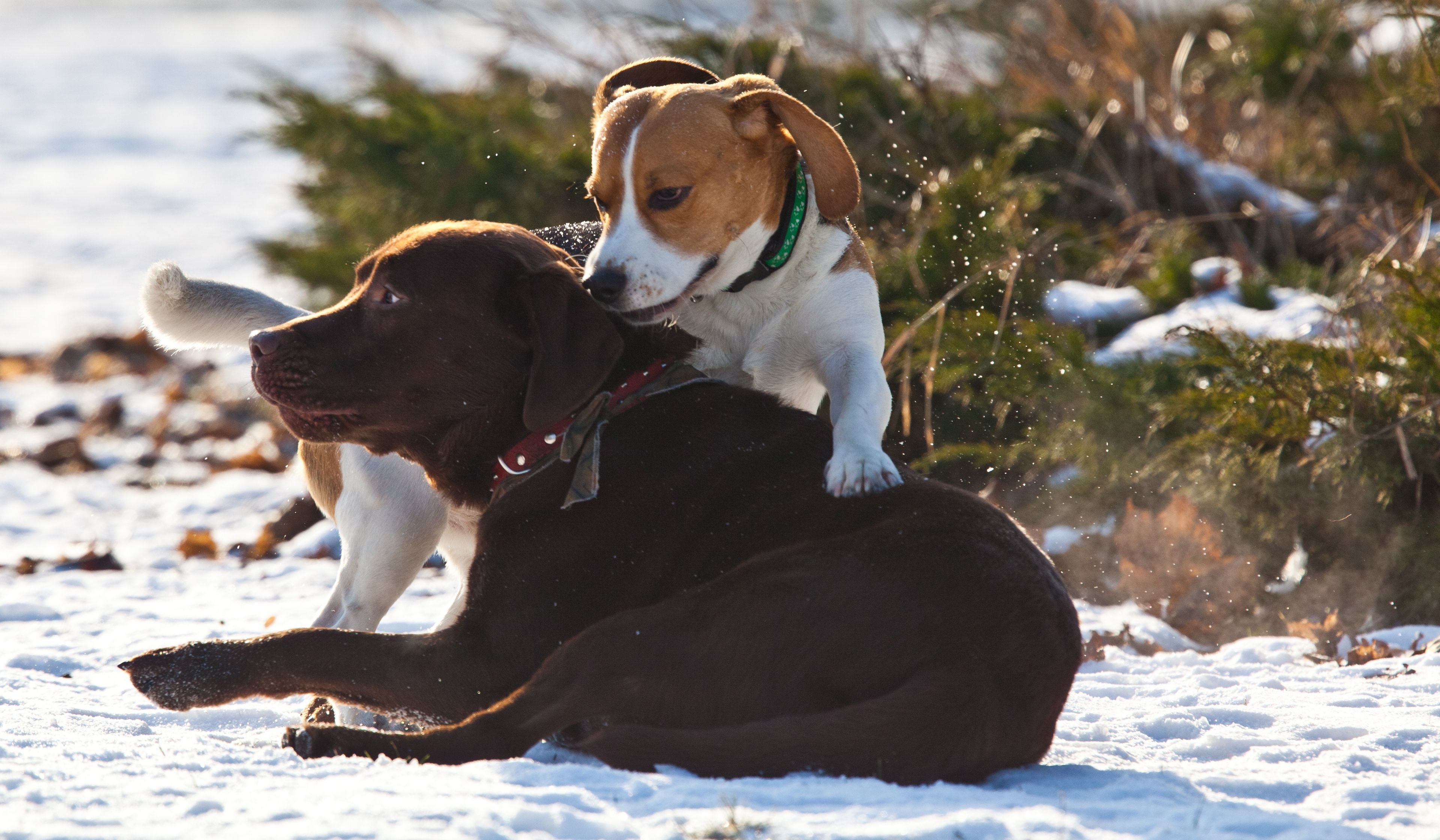 30.01.2012 LODZ , PSY PODCZAS ZABAWY W PARKU PONIATOWSKIEGO
FOT. MALGORZATA KUJAWKA / Agencja Wyborcza.pl