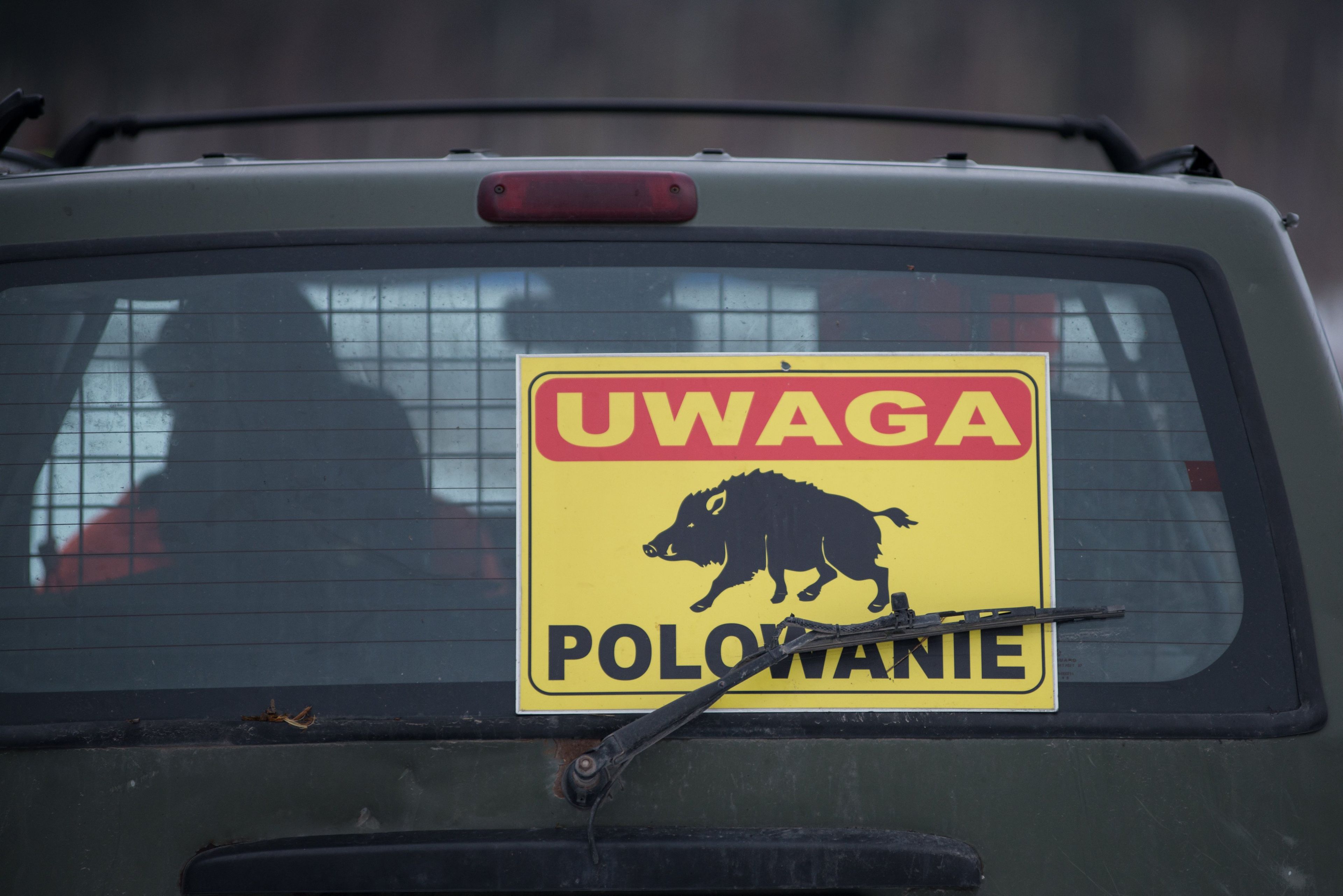 Żółta tablica "Uwaga polowanie na dziki" zatknieta za tylną szybę samochodu