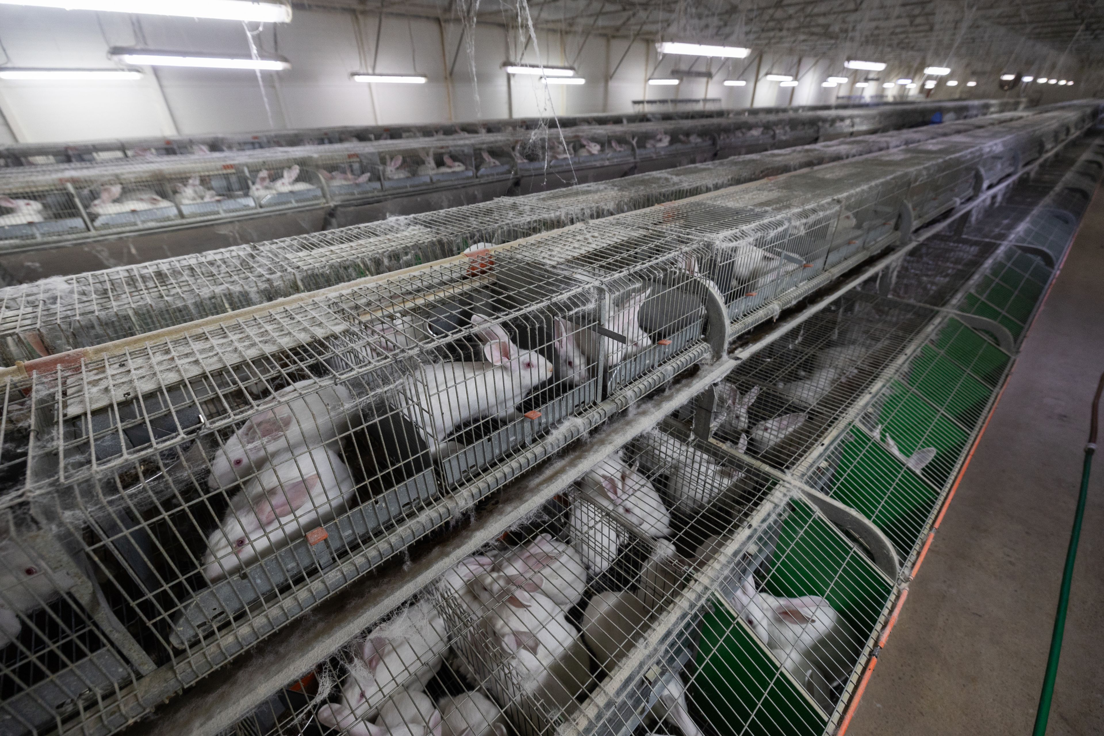 króliki w ciasnych klatkach