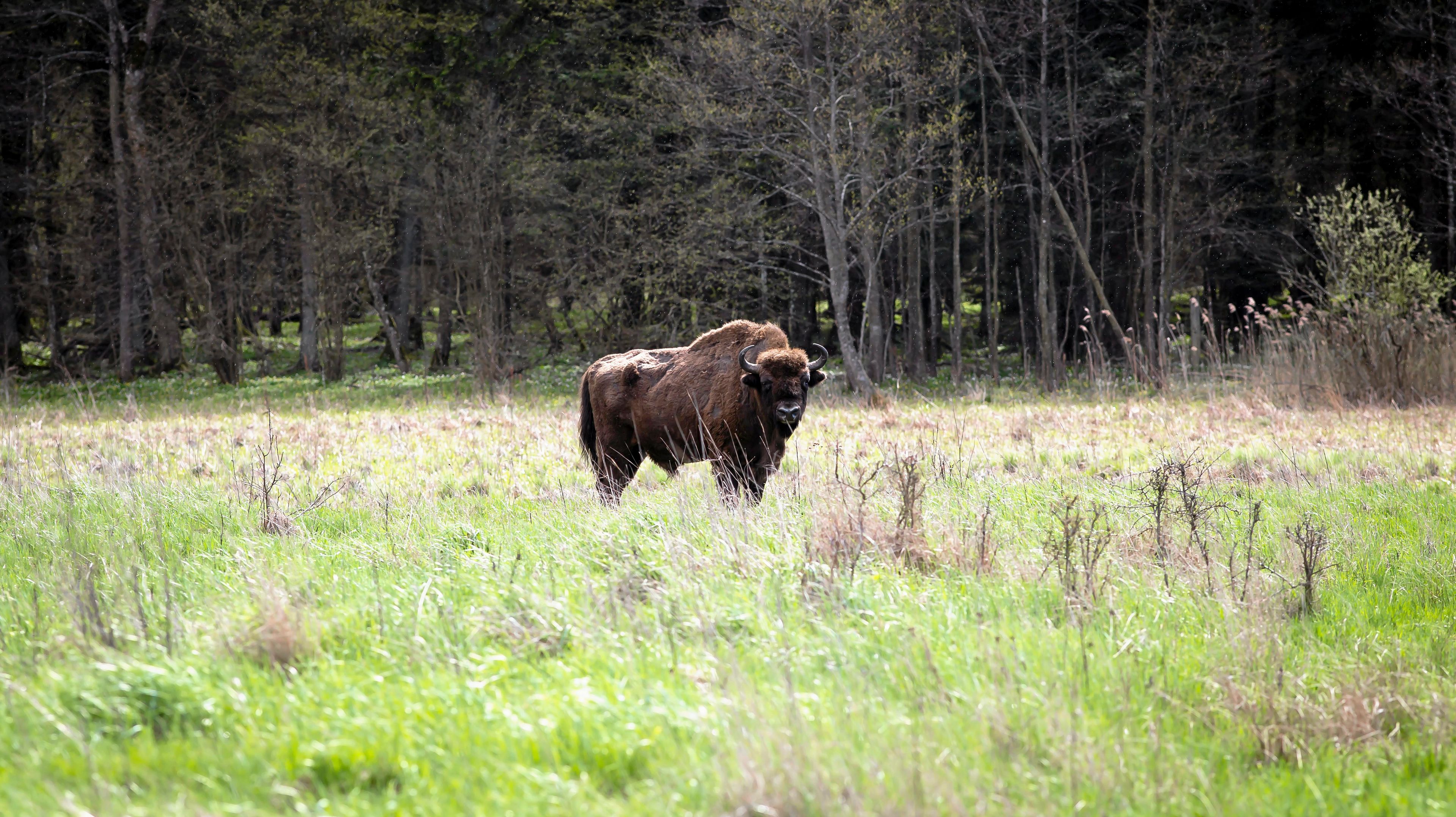 23.04.2016 Teremiski kolo Bialowiezy , Puszcza Bialowieska . Bialowieski Park Narodowy , zubr .
Fot. Agnieszka Sadowska  / Agencja Wyborcza.pl *** Local Caption *** .