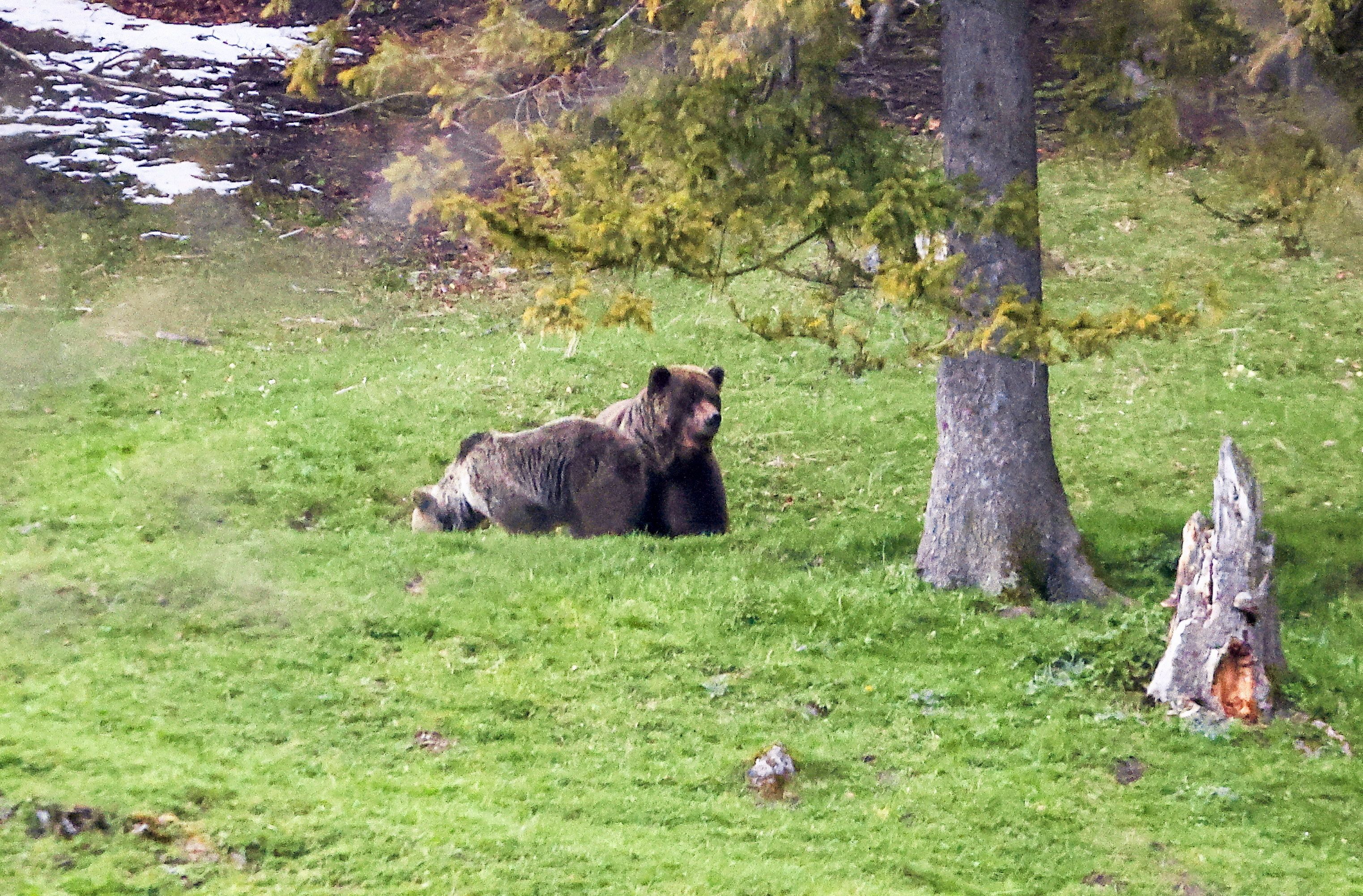 niedźwiedzie na polanie