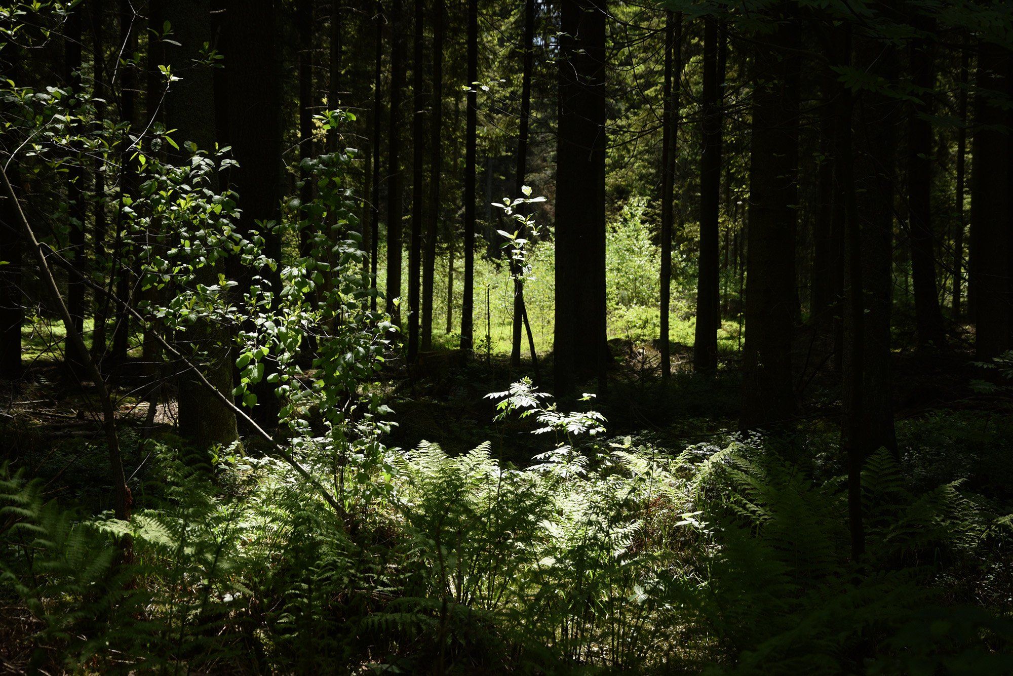 1 Bliżyńskie Lasy Naturalne, fot. archiwum Pracowni na rzecz Wszystkich Istot (3)
