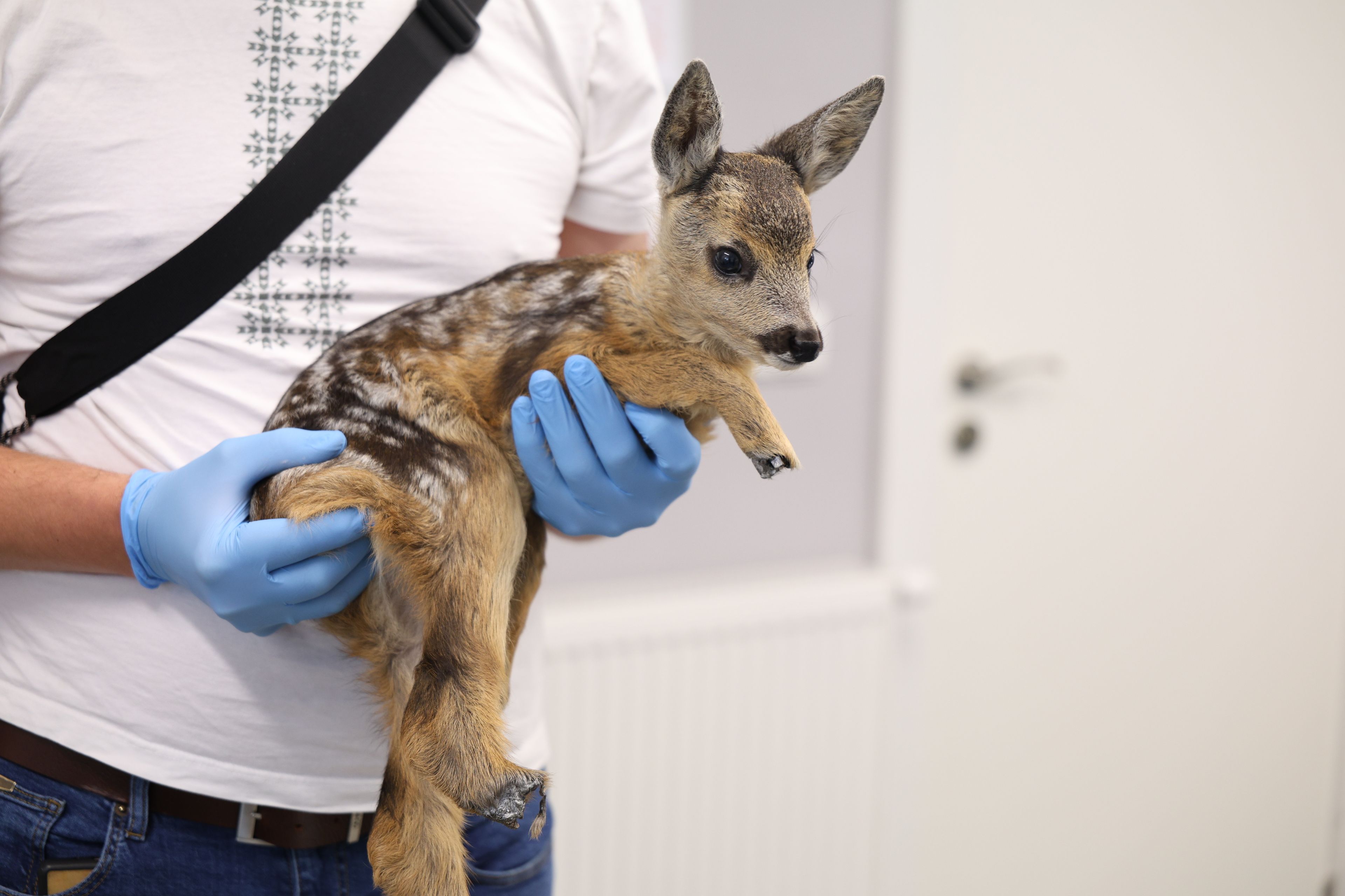sarenka na rękach weterynarza