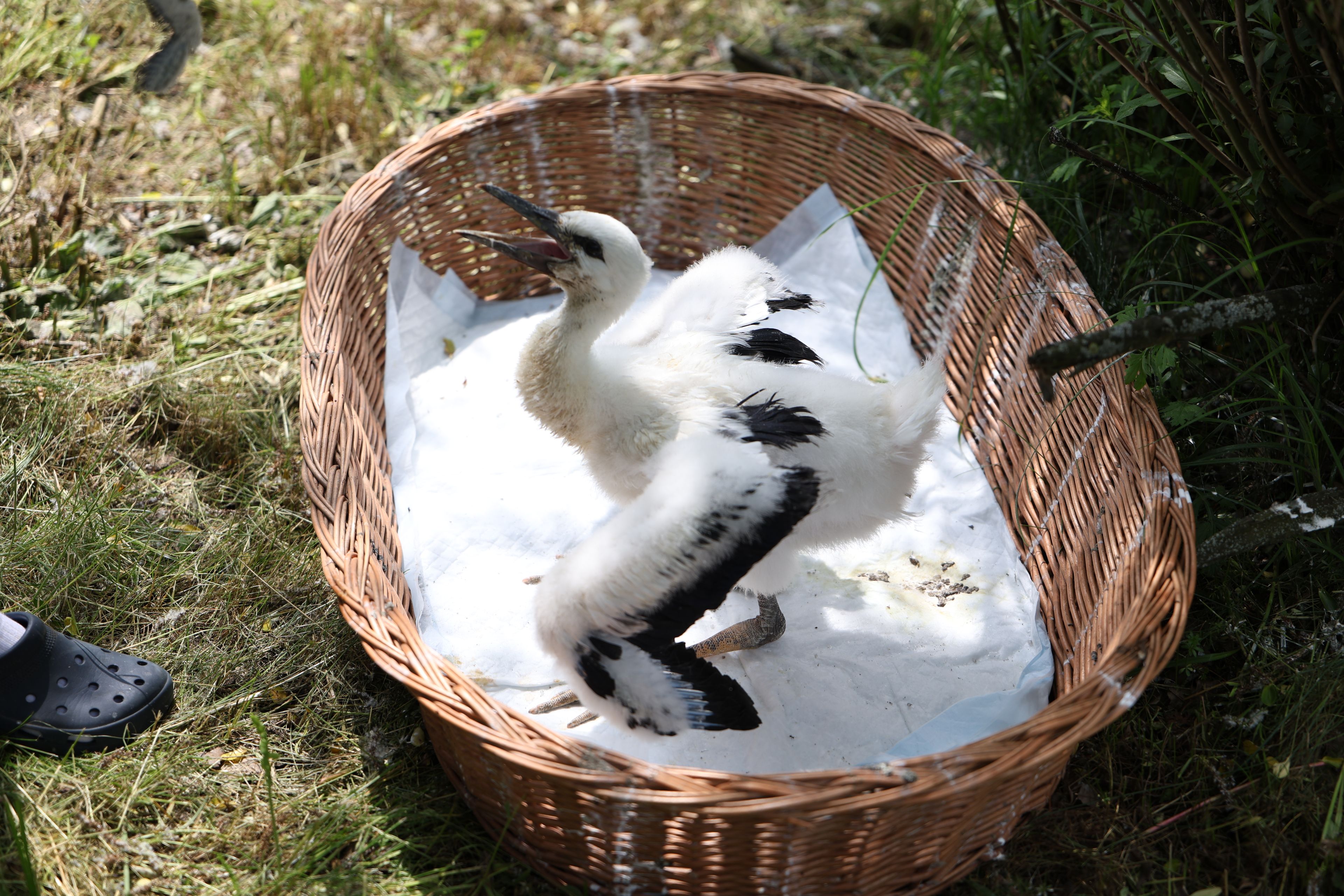 pisklę bociana