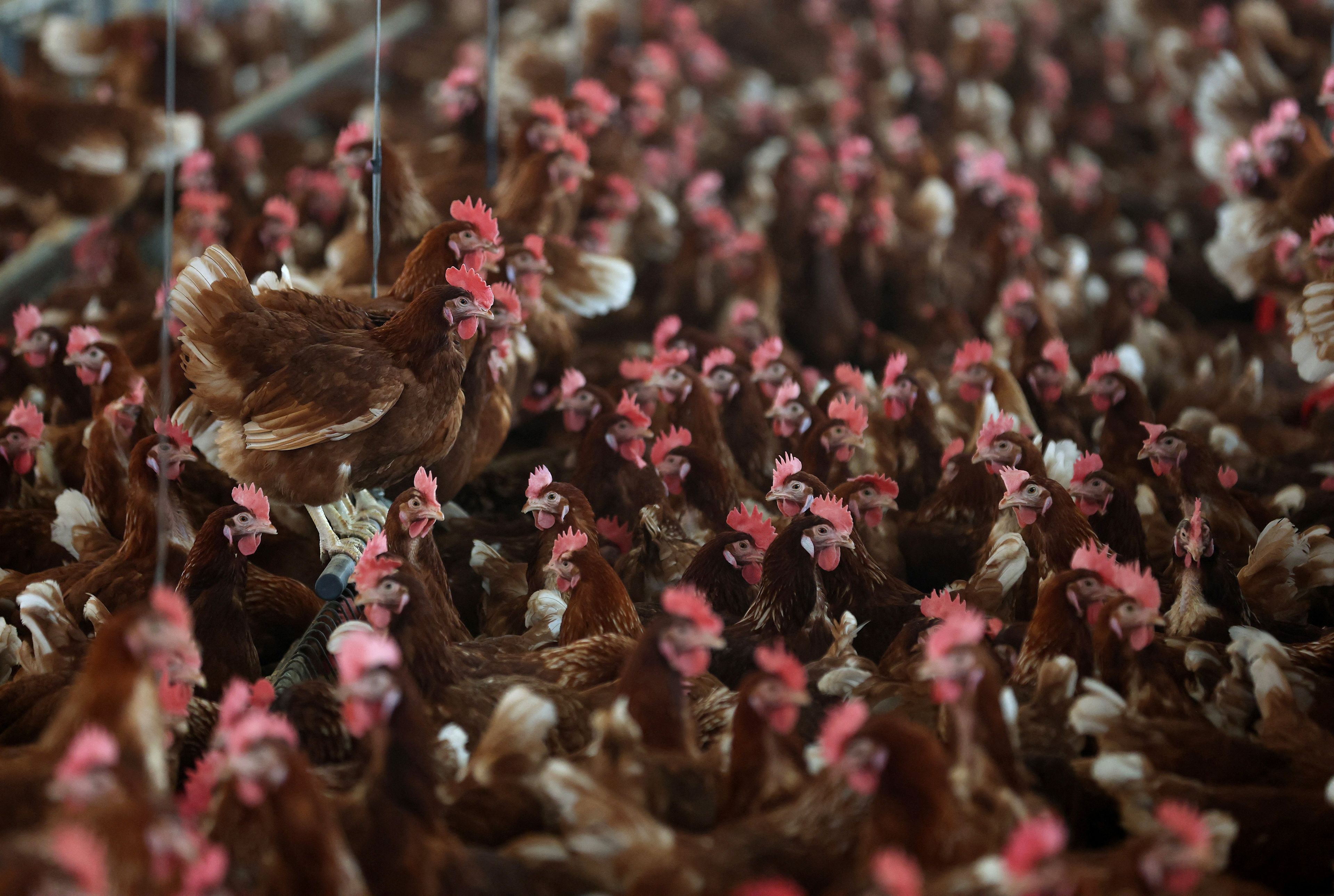 PETALUMA, CALIFORNIA - FEBRUARY 18: Chickens stand in a henhouse at Sunrise Farms on February 18, 2025 in Petaluma, California. As egg prices continue to skyrocket due to the avian flu outbreak, egg farmers are having to invest millions of dollars in biosecurity efforts to keep their flocks safe. Fourth-generation egg farm Sunrise Farms in Petaluma, California lost 550,000 chickens to avian flu in December of 2023, marking the first time in 112 years that the main family farm had no chickens. It took Sunrise Farms over a year to rebuild their flock to 900,000 chickens that produce nearly 500,000 eggs a week.   Justin Sullivan/Getty Images/AFP (Photo by JUSTIN SULLIVAN / GETTY IMAGES NORTH AMERICA / Getty Images via AFP)