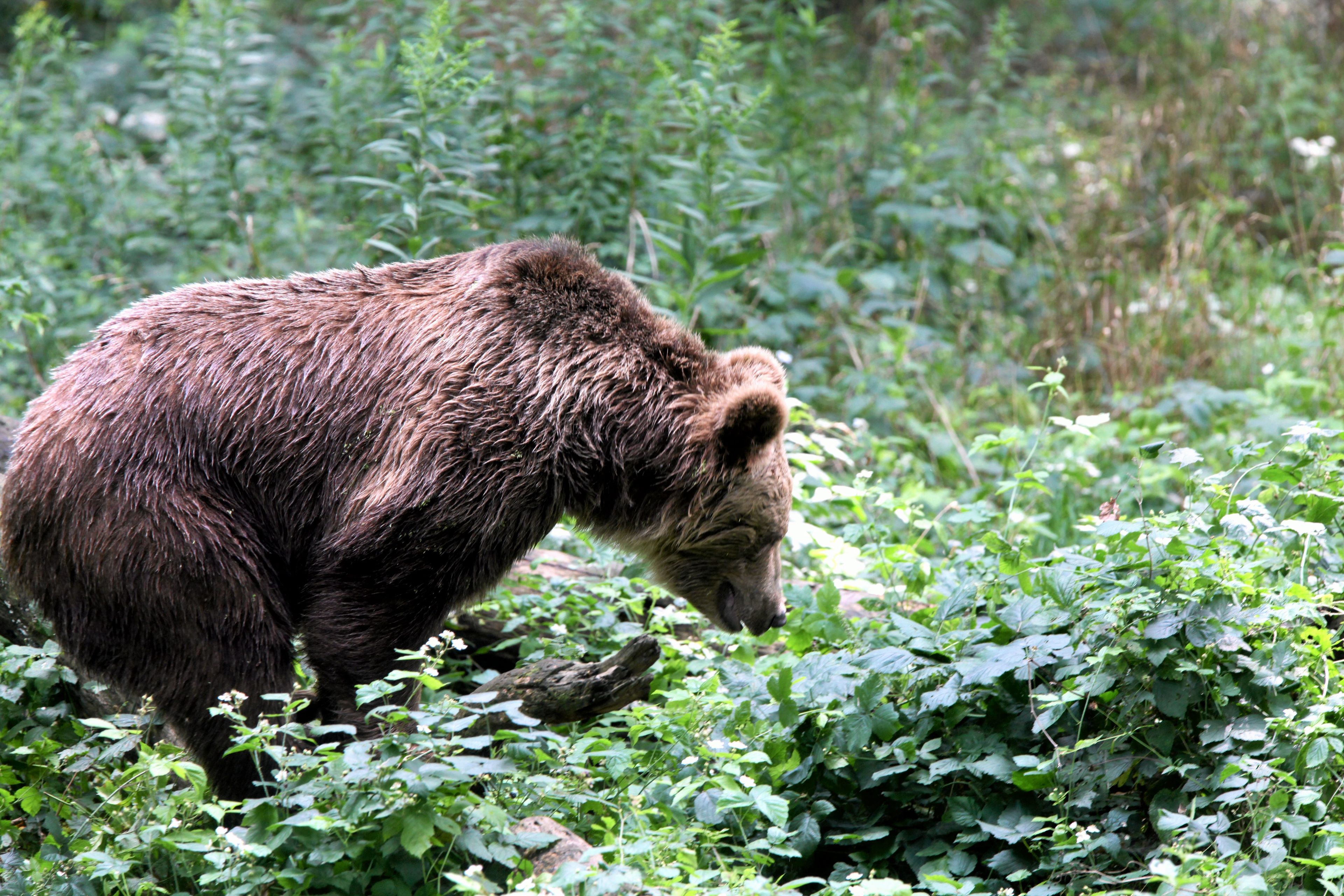 niedźwiedź wącha liście