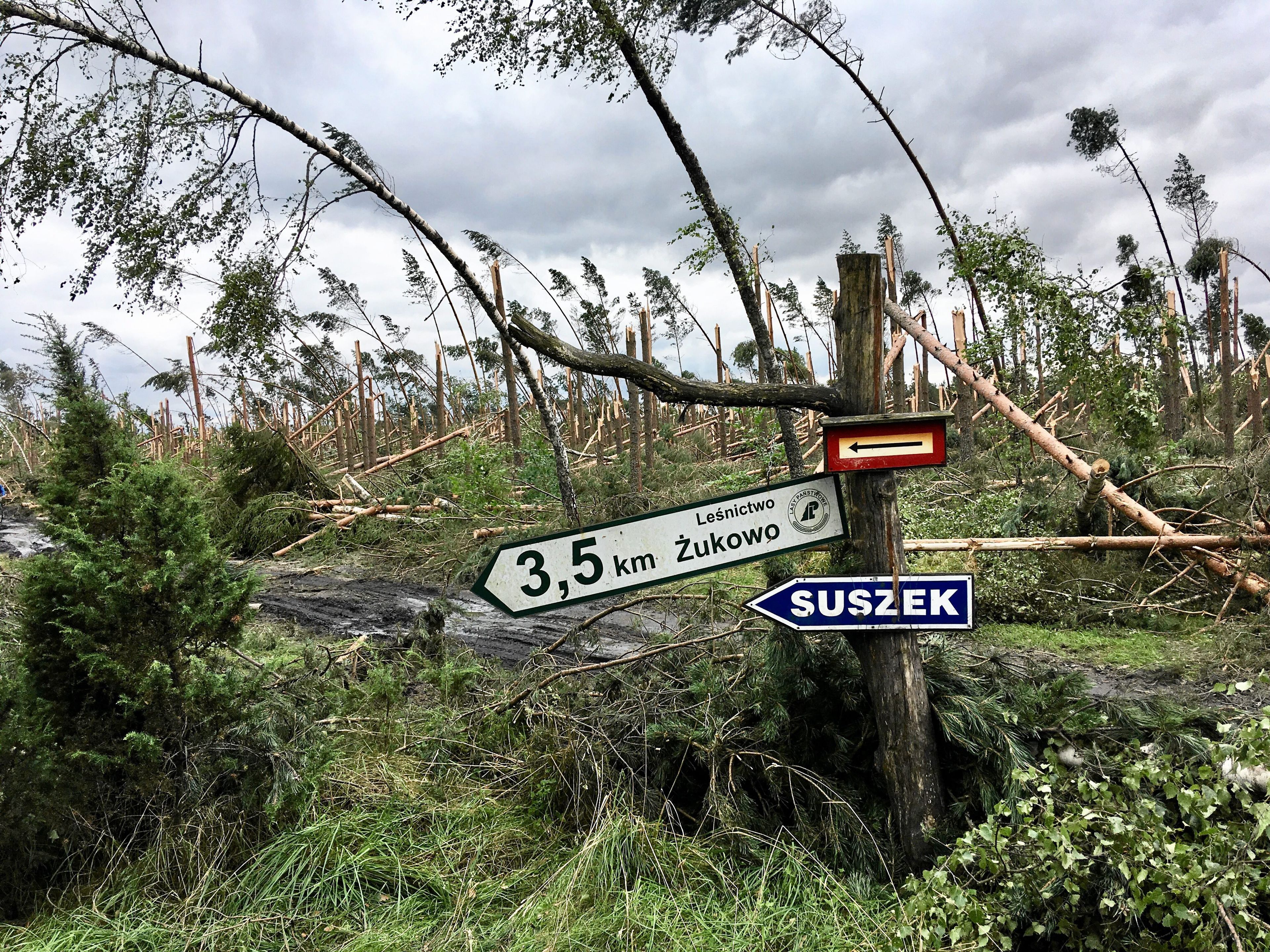 Połamane drzewa w lesie. Na jednym z nich drogowskaz z napisem "Suszek"