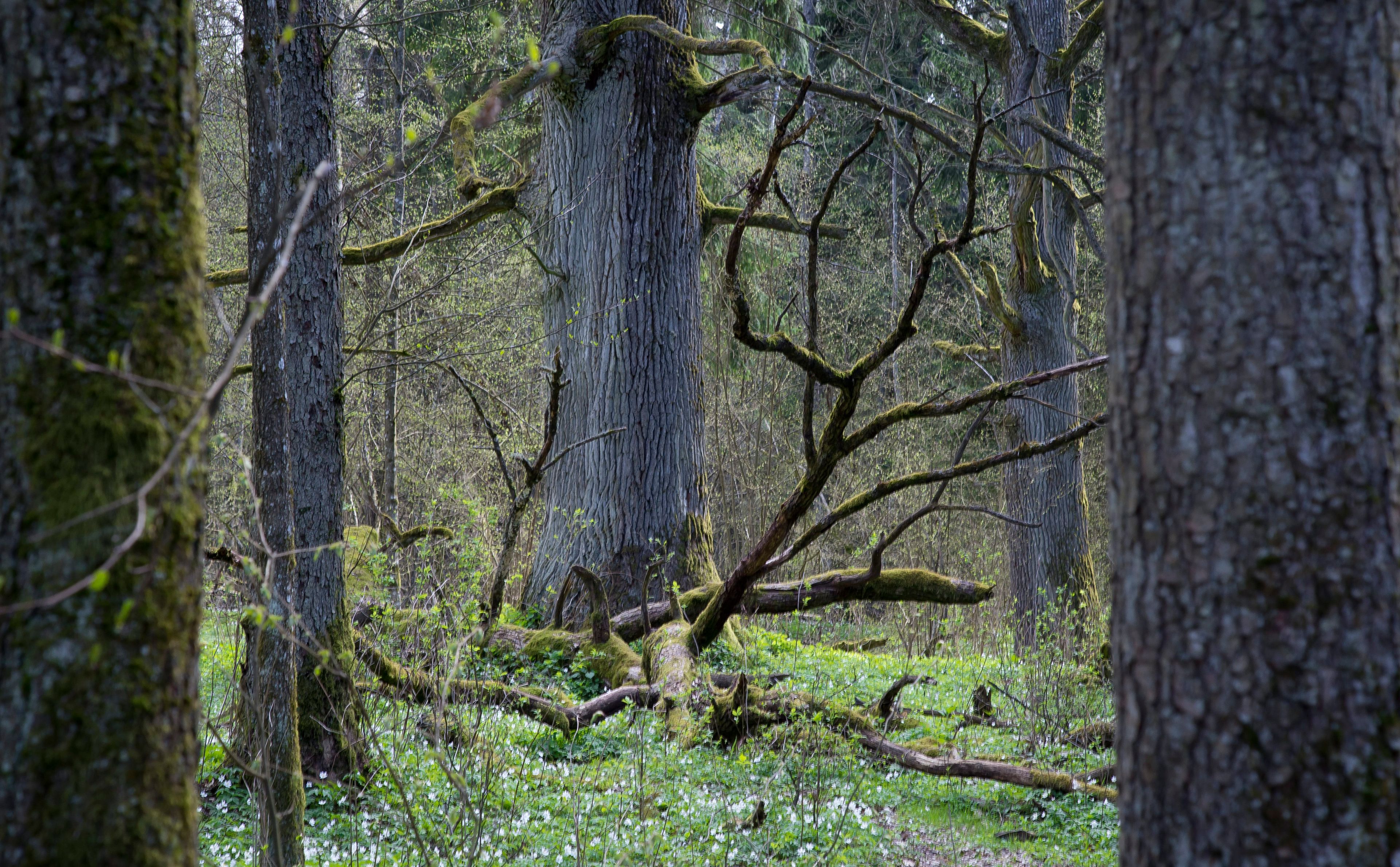 Ciemne wnętrze lasu, potężne pnie drzew i zielone poszycie