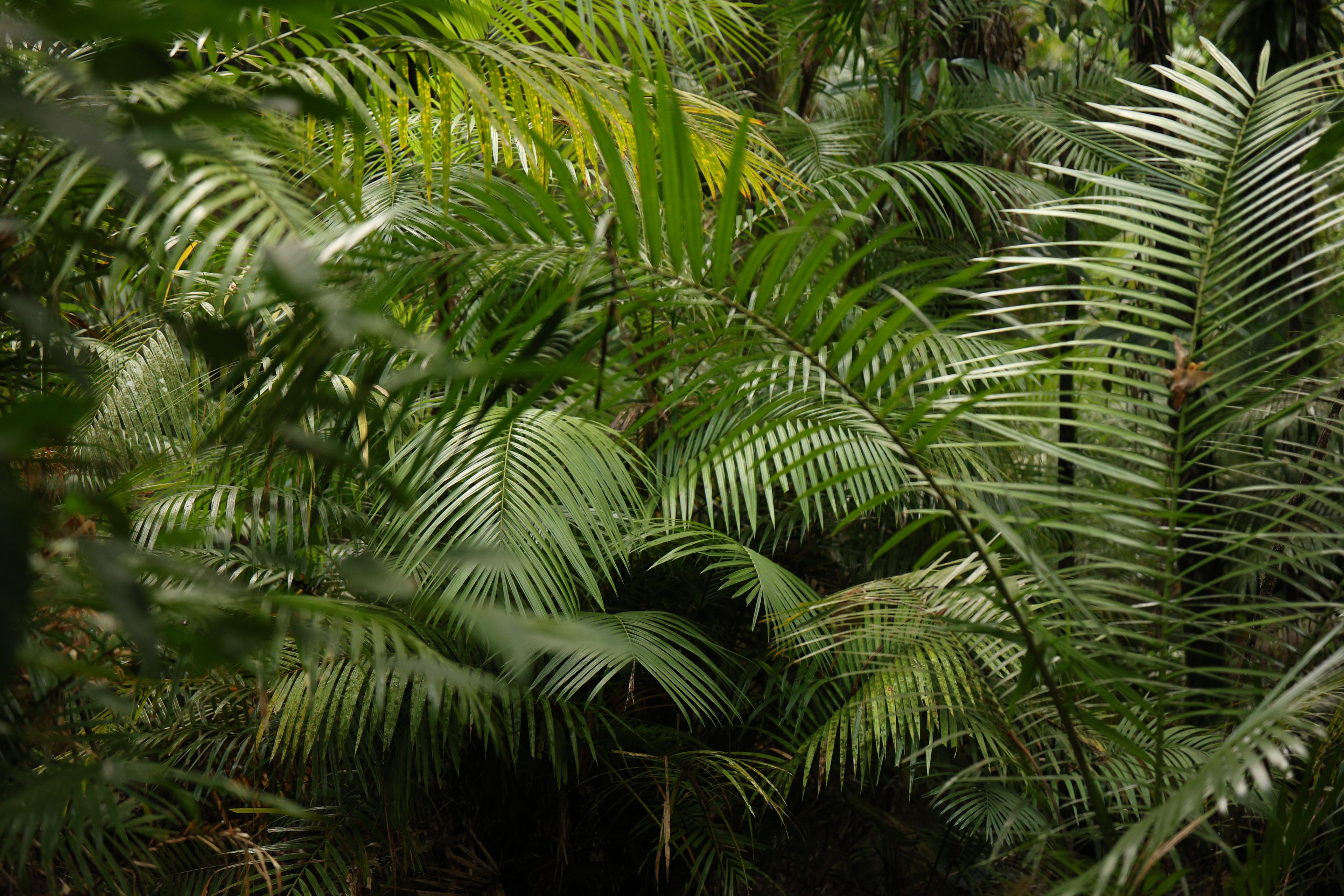 daintreelas