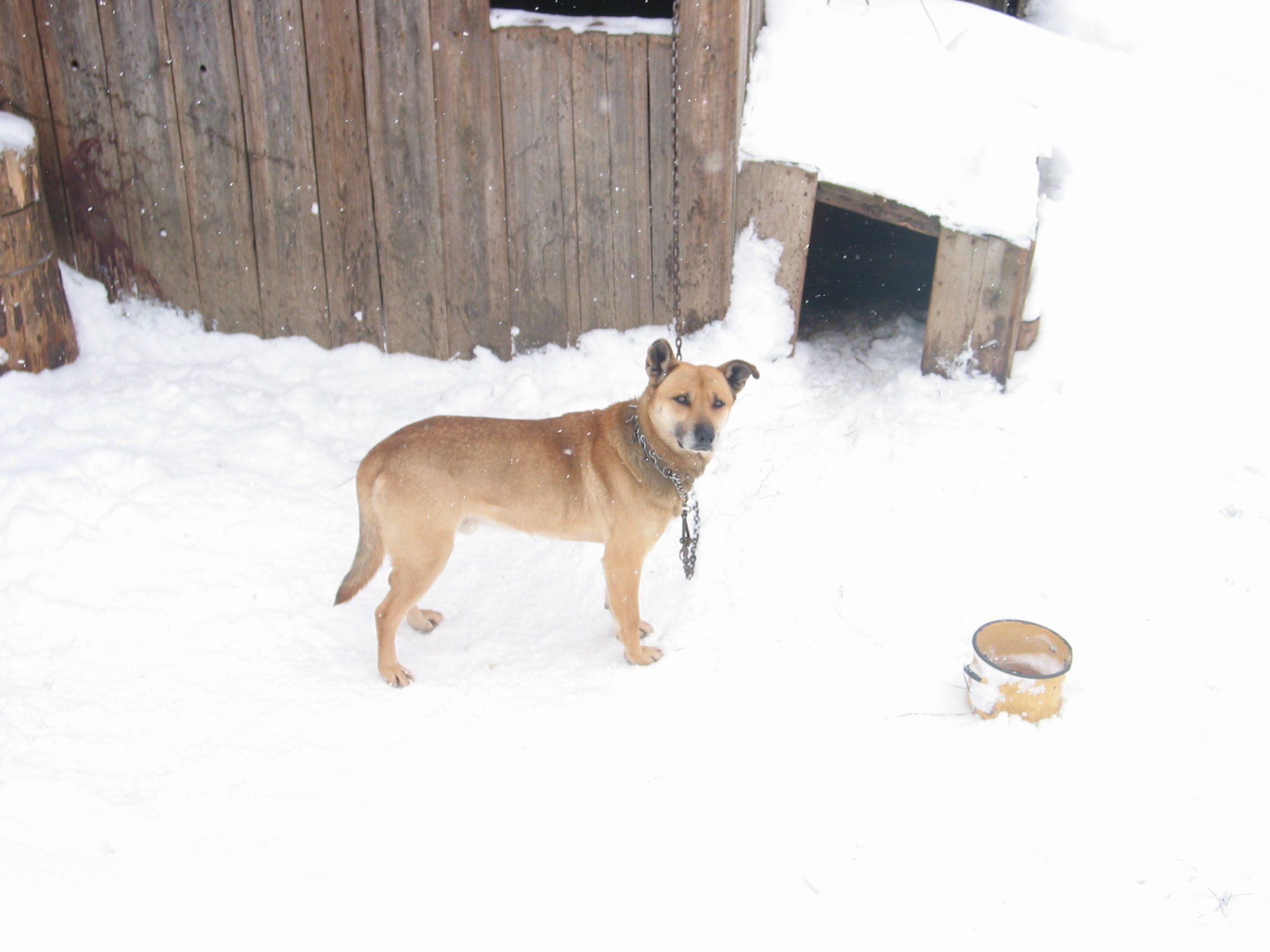 pies w śniegu, na łańcuchu przy budzie