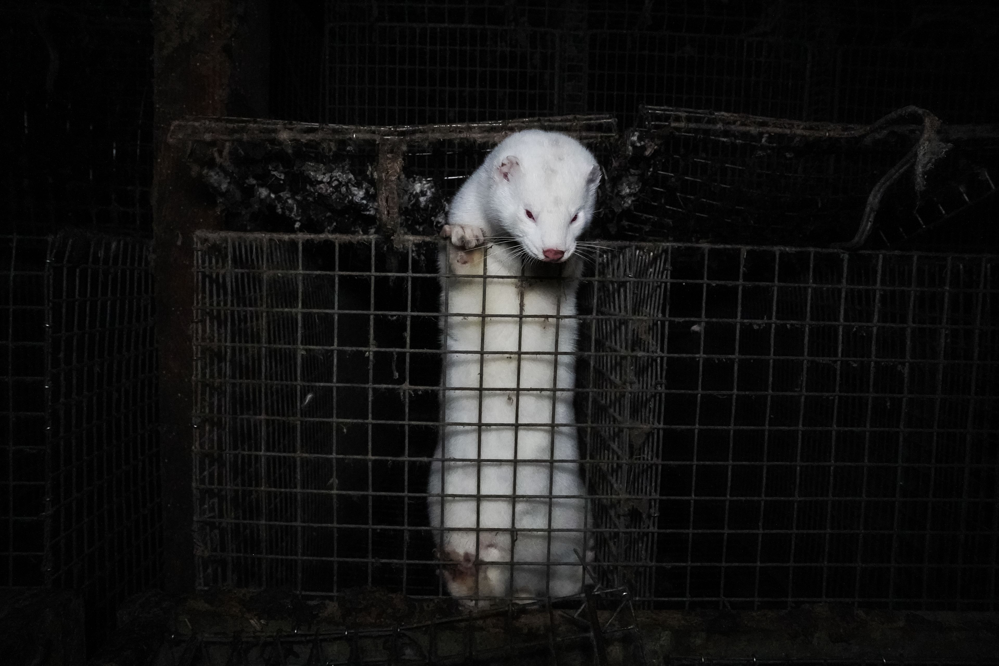biała norka w klatce