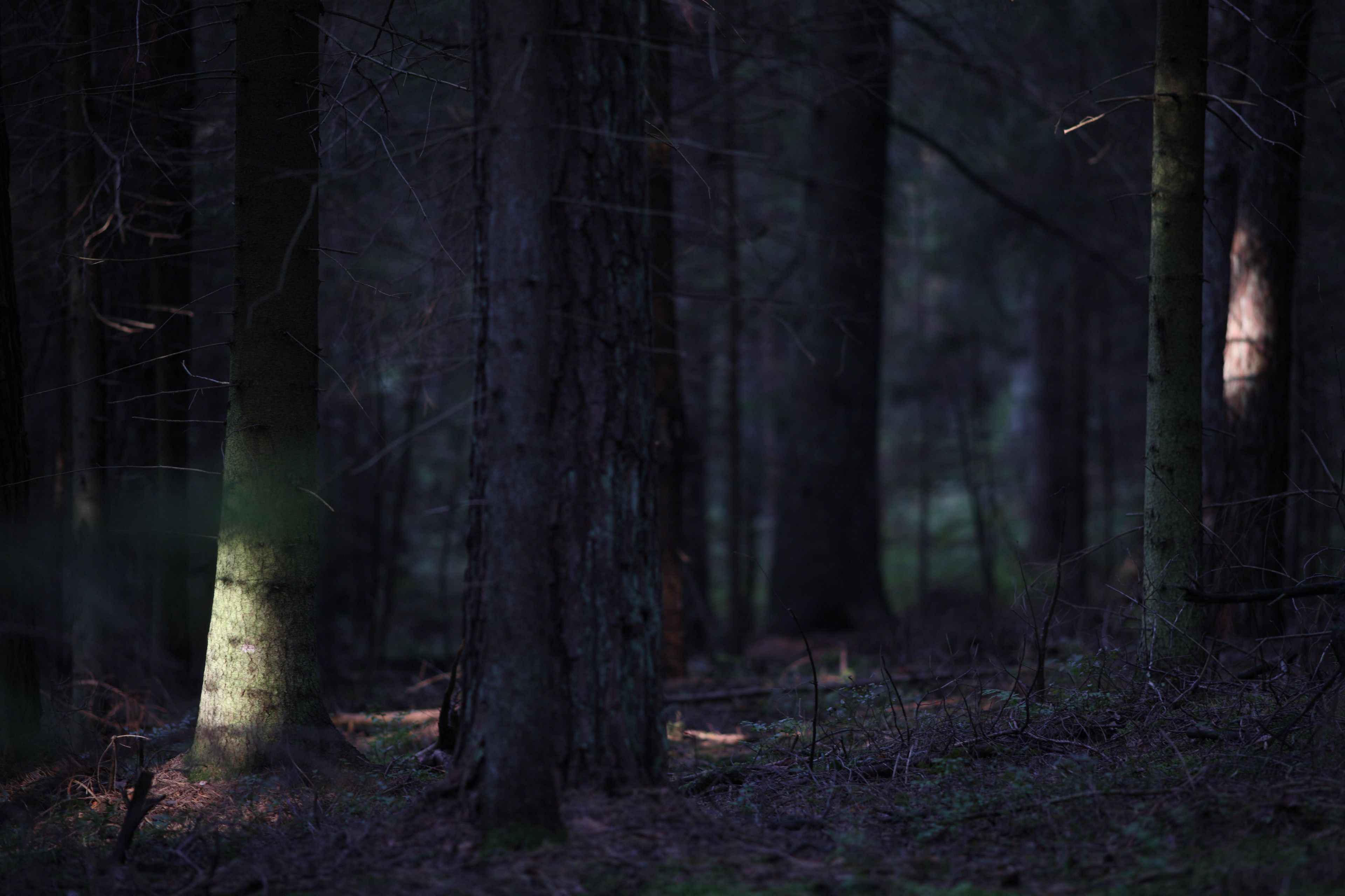 Ciemny las z przebłyskami słońca