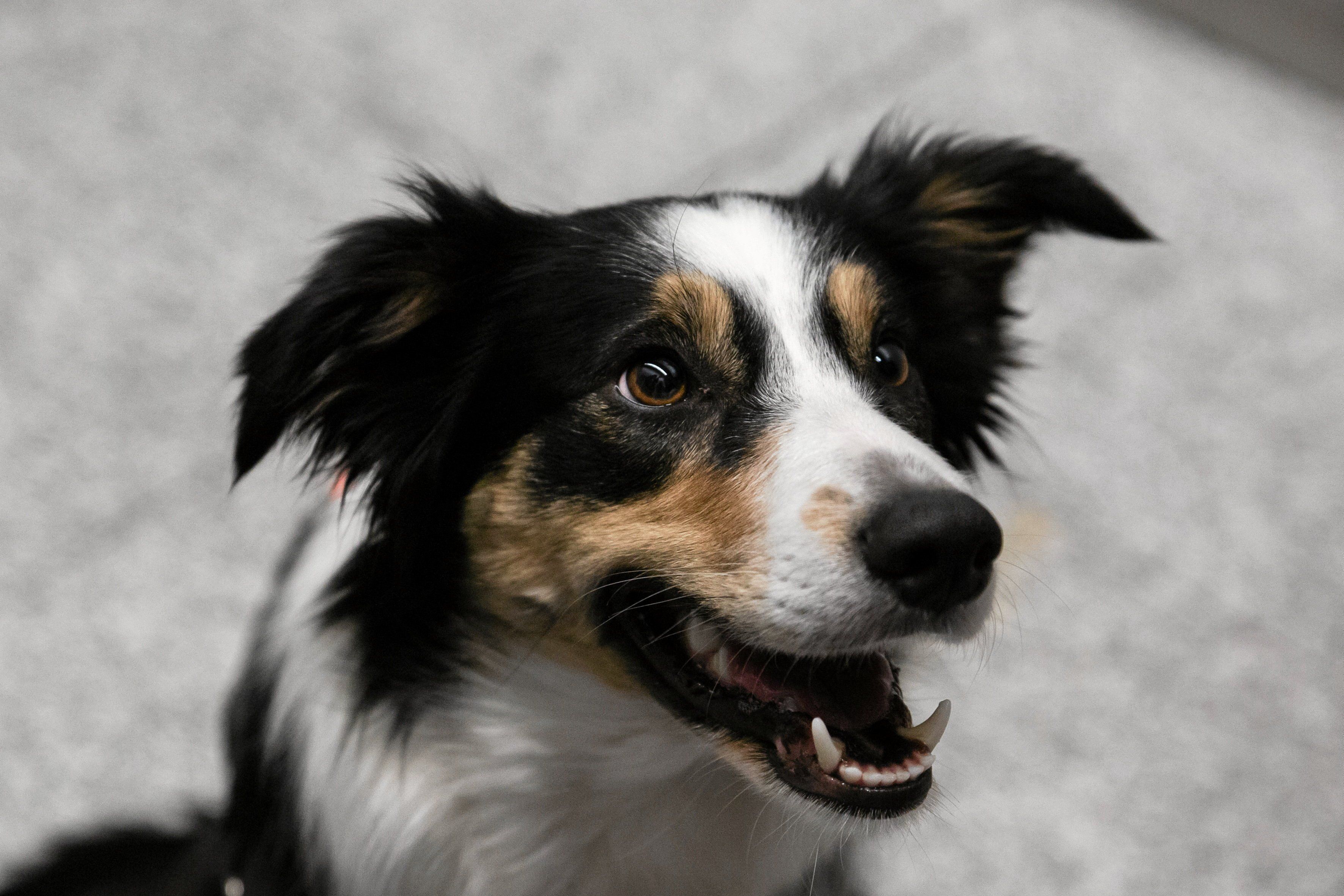 27.02.2023 Krakow , ul. Kapitana Mieczyslawa Medweckiego 1 . Krakow Airport im. Jana Pawla II . Dogoterapia dla pasazerow na lotnisku Kraków Airport . Na zdjeciu  Lara  . 
Fot. Sylwia Penc / Agencja Wyborcza.pl