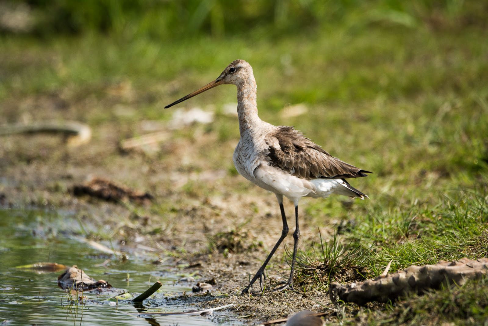 rycyk, ptak na długich nogach z długim dziobem